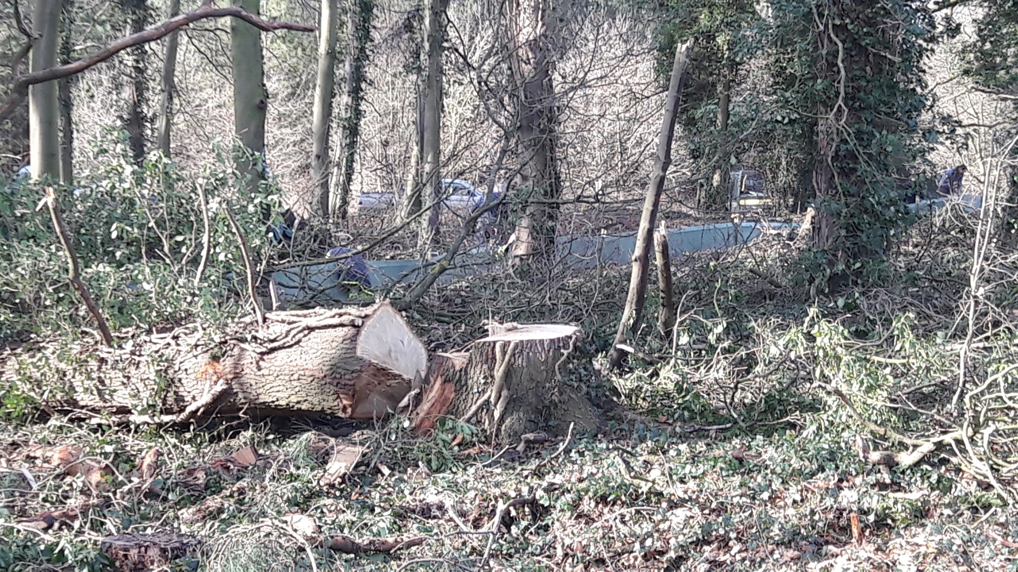 A photo from the FoTF Conservation Event - February 2018 - Erecting the Toad Fence at Cranwich : A tree stump, with a section of erected fence in the background