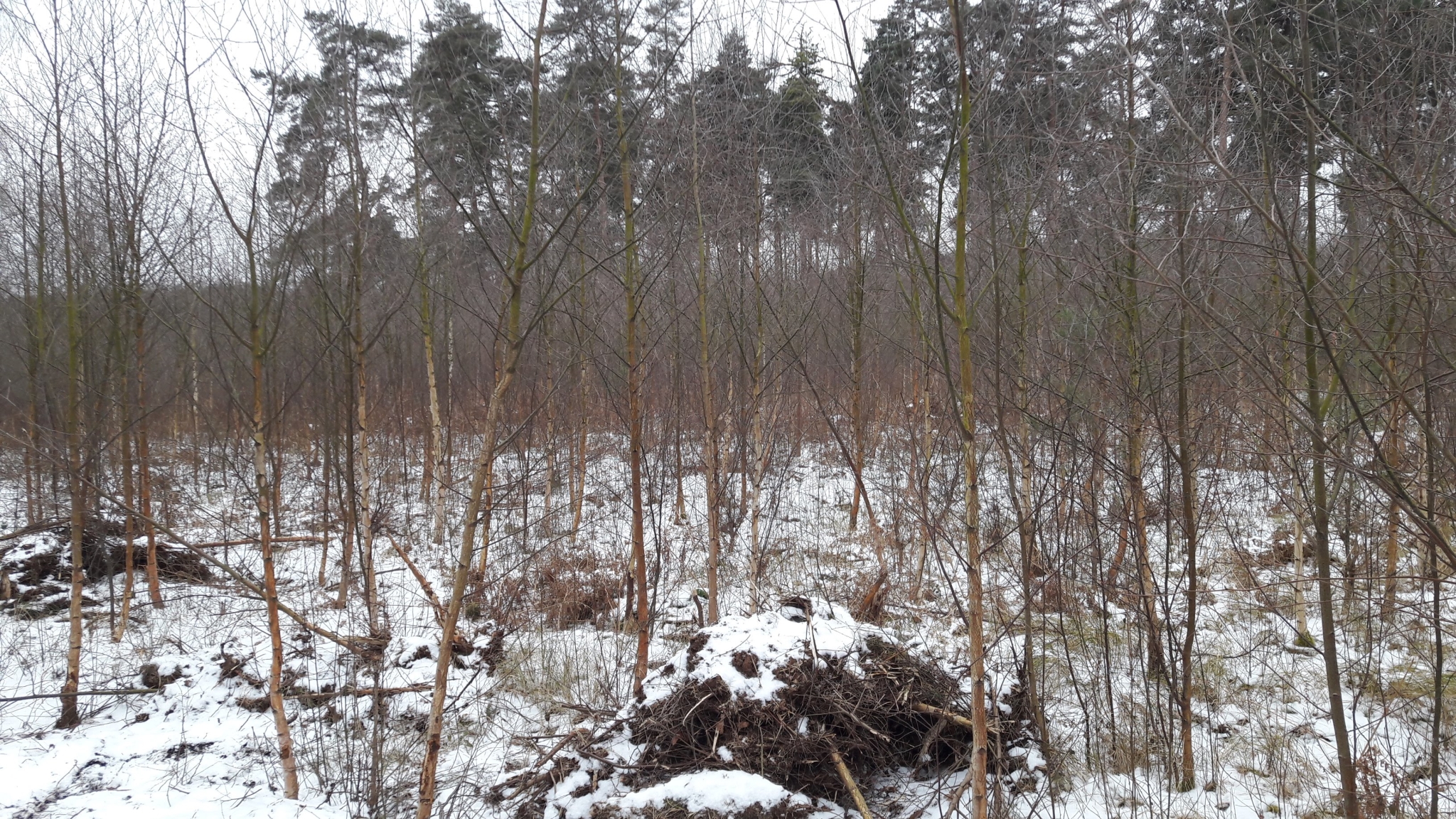 A photo from the FoTF Conservation Event - March 2018 - Birch Coppicing at High Lodge : A shot out from the work site