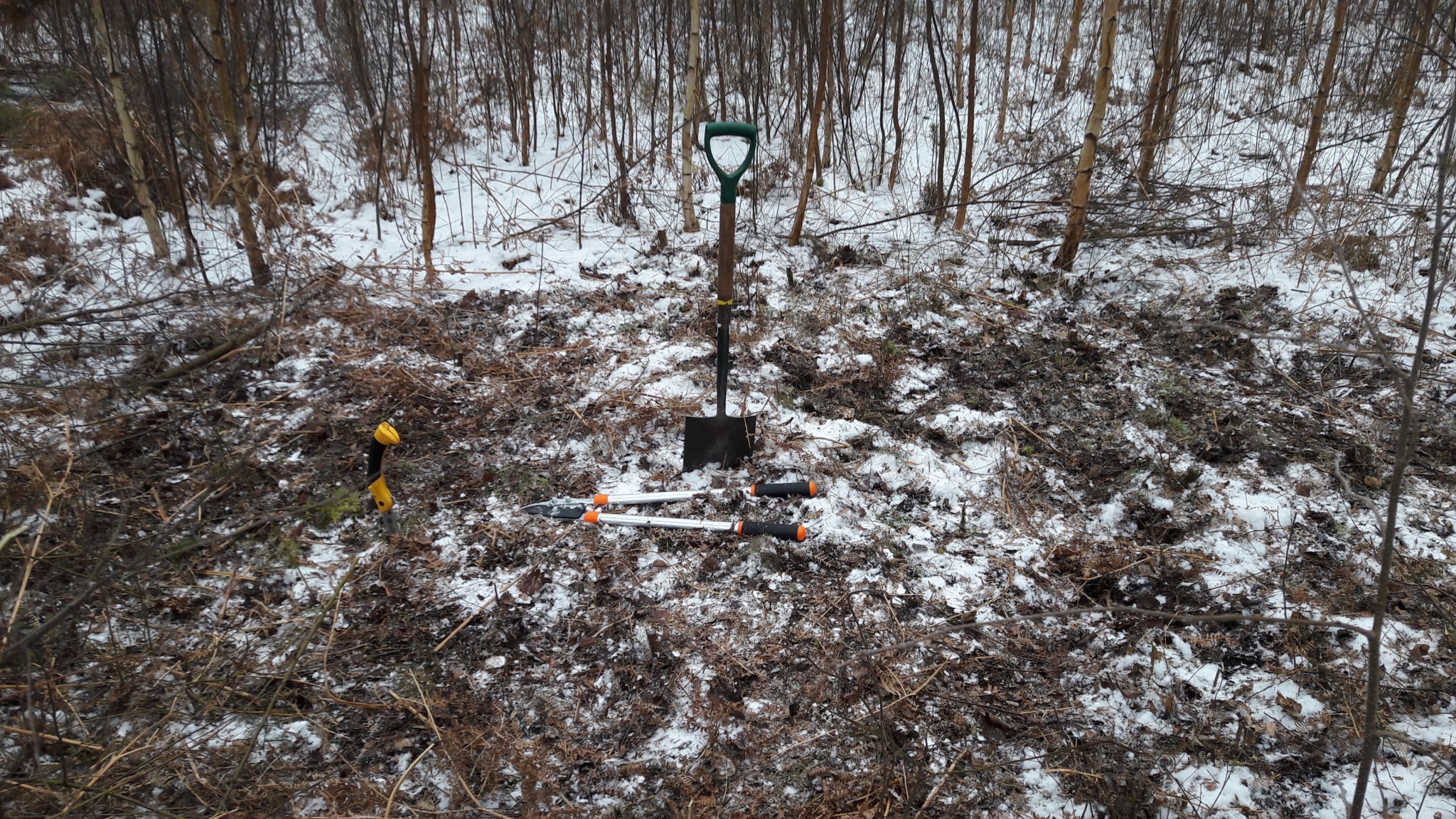A photo from the FoTF Conservation Event - March 2018 - Birch Coppicing at High Lodge : A spade sunk into the ground stands upright amongst other tools lying on the ground