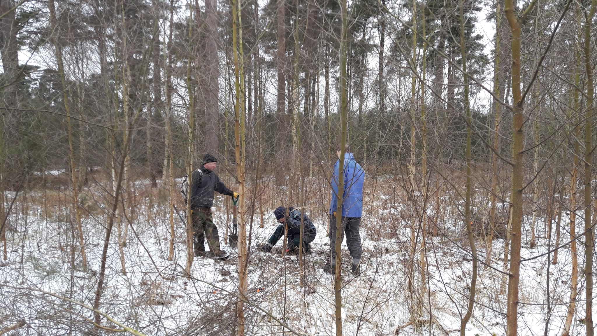 A photo from the FoTF Conservation Event - March 2018 - Birch Coppicing at High Lodge : Volunteers work amongst the Birth trees