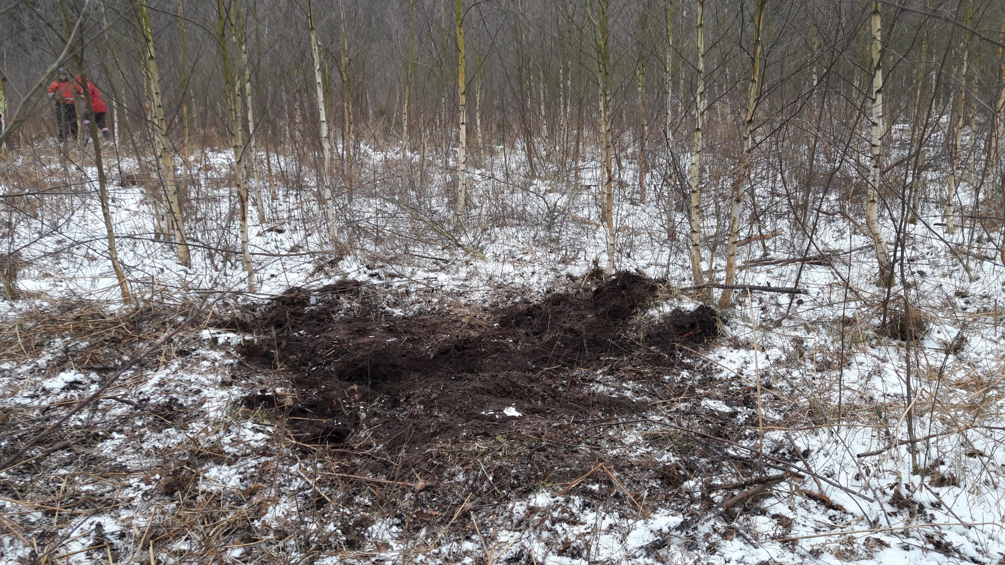 A photo from the FoTF Conservation Event - March 2018 - Birch Coppicing at High Lodge : A section of ground prepared by the volunteers