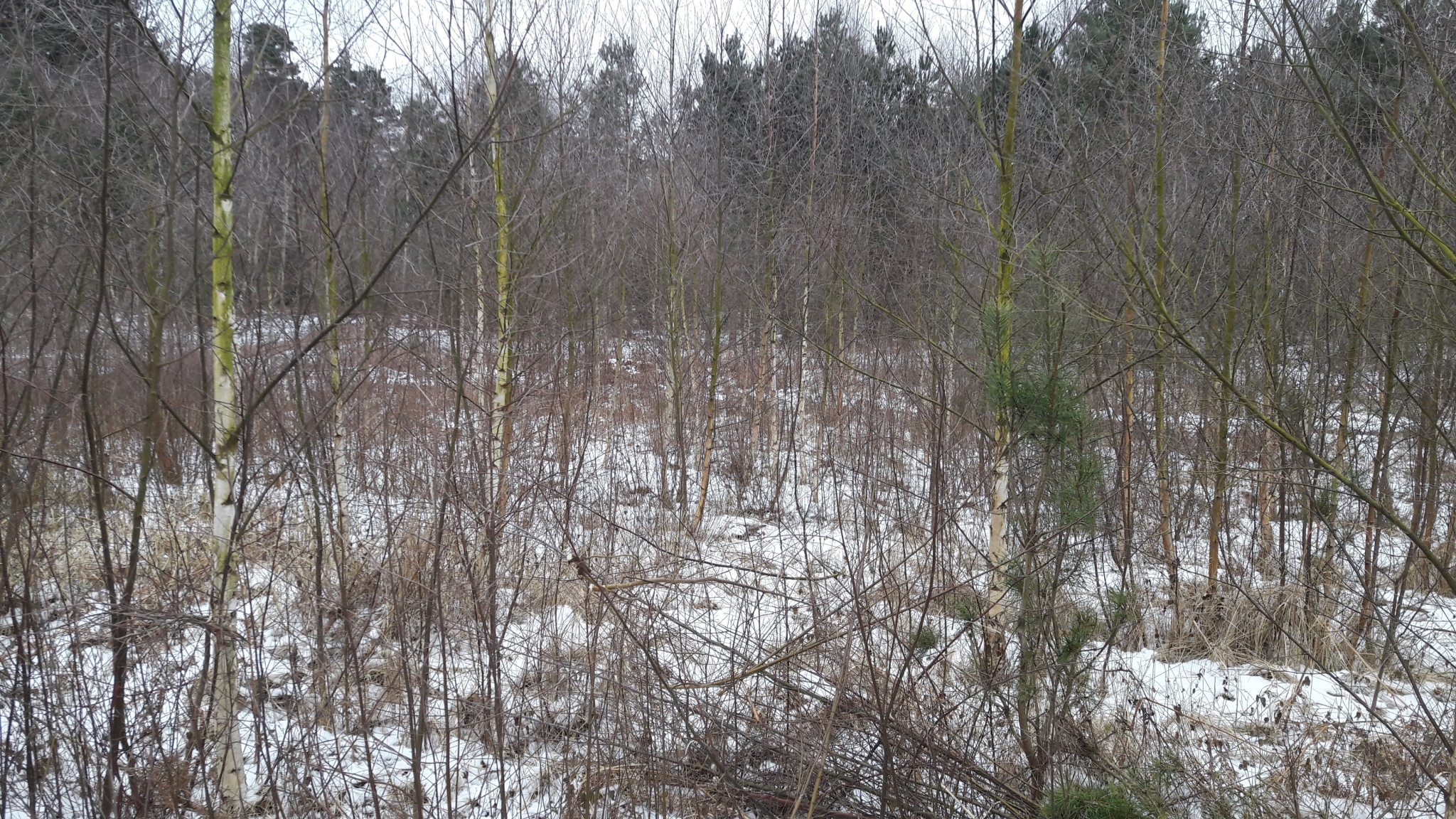 A photo from the FoTF Conservation Event - March 2018 - Birch Coppicing at High Lodge : A shot into the Birch trees at the work site