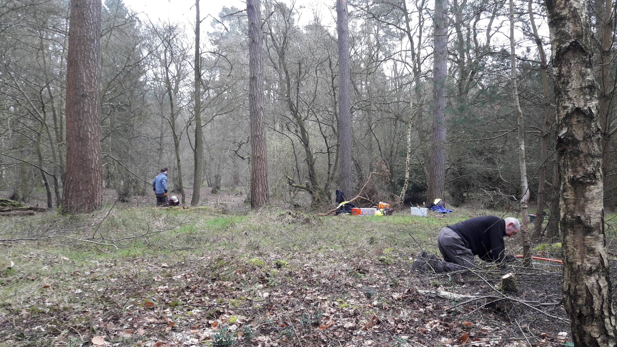 A photo from the FoTF Conservation Event - April 2018 - Improving habitat at High Lodge : Volunteers work amongst the trees