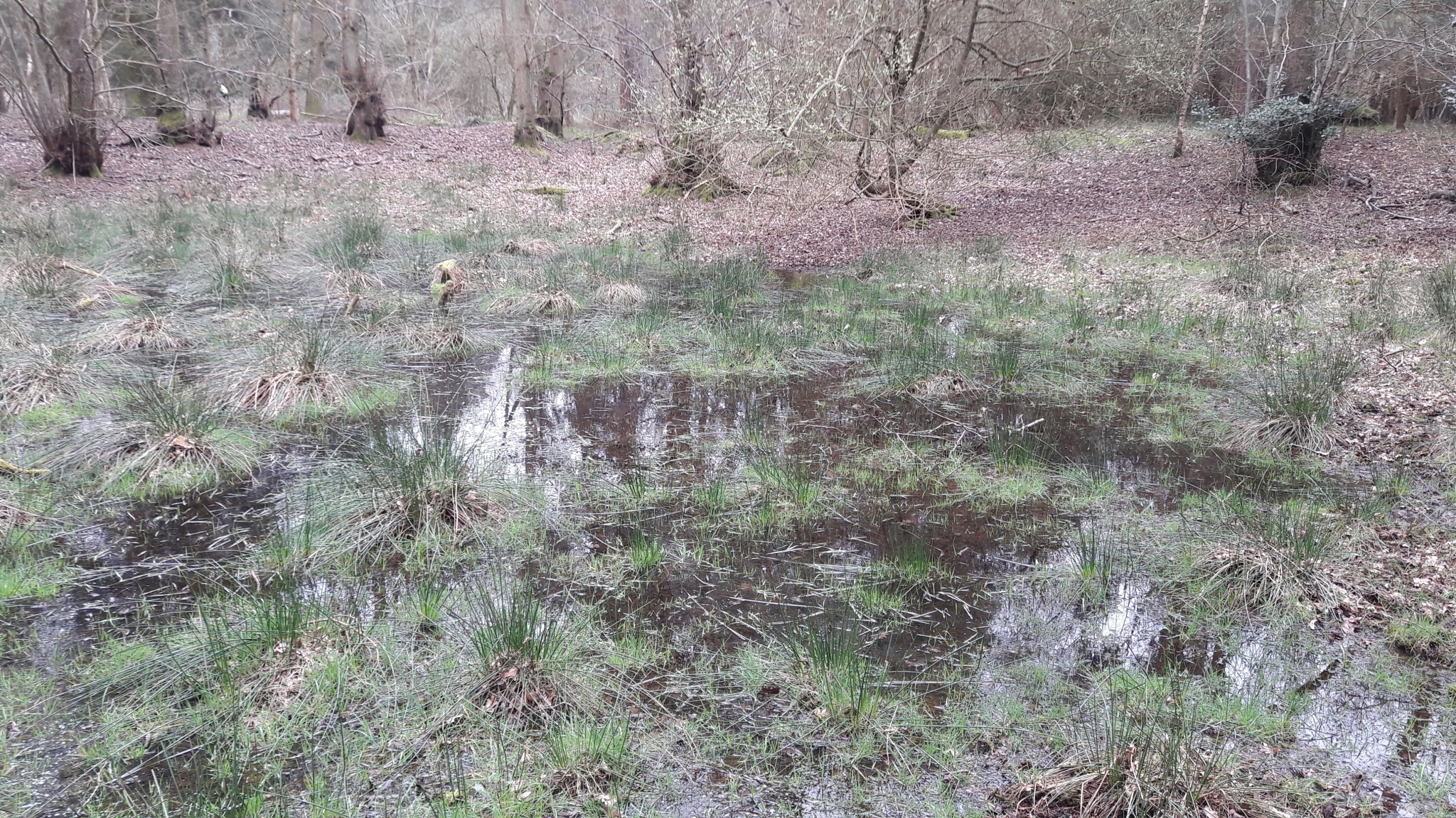 A photo from the FoTF Conservation Event - April 2018 - Improving habitat at High Lodge : A pond amongst the trees