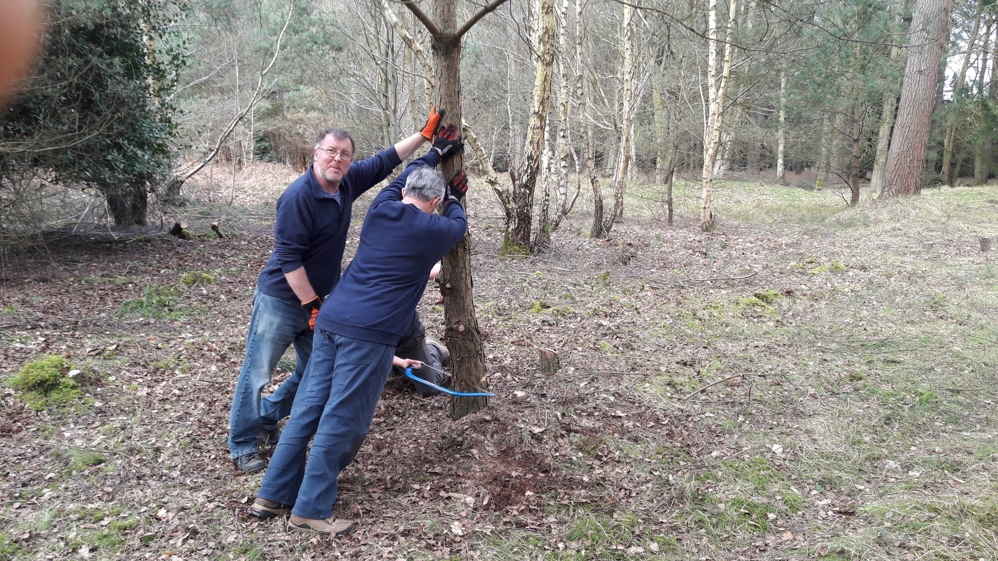 A photo from the FoTF Conservation Event - April 2018 - Improving habitat at High Lodge : A volunteers saws at the base of a small tree while other volunteers lean against the tree