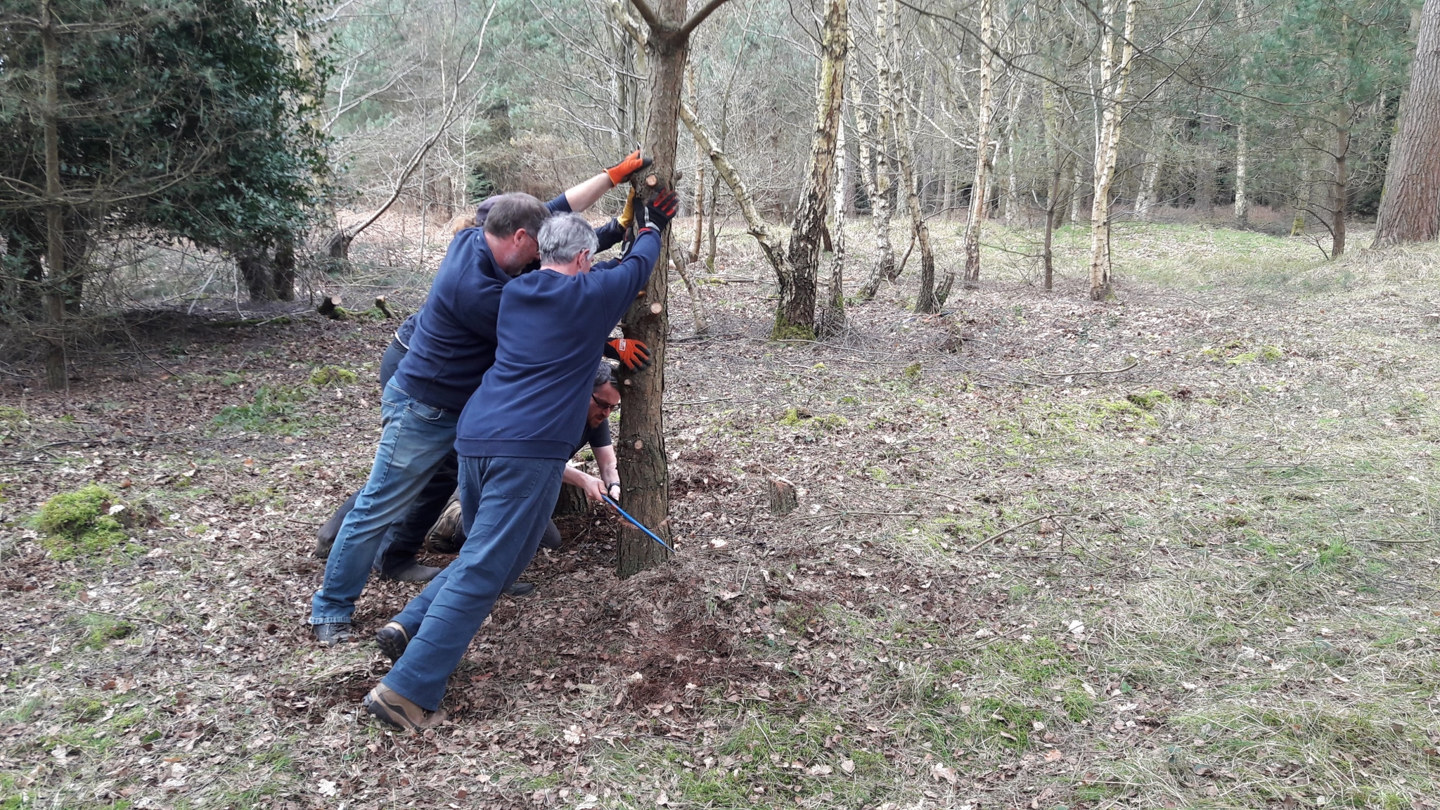 A photo from the FoTF Conservation Event - April 2018 - Improving habitat at High Lodge : Volunteers work to fell a small tree