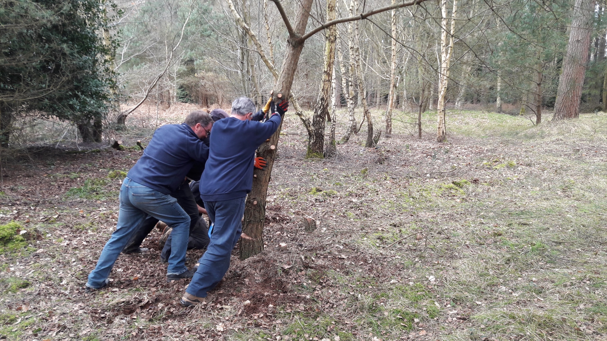 A photo from the FoTF Conservation Event - April 2018 - Improving habitat at High Lodge : Volunteers push over the tree having sawn through the trunk