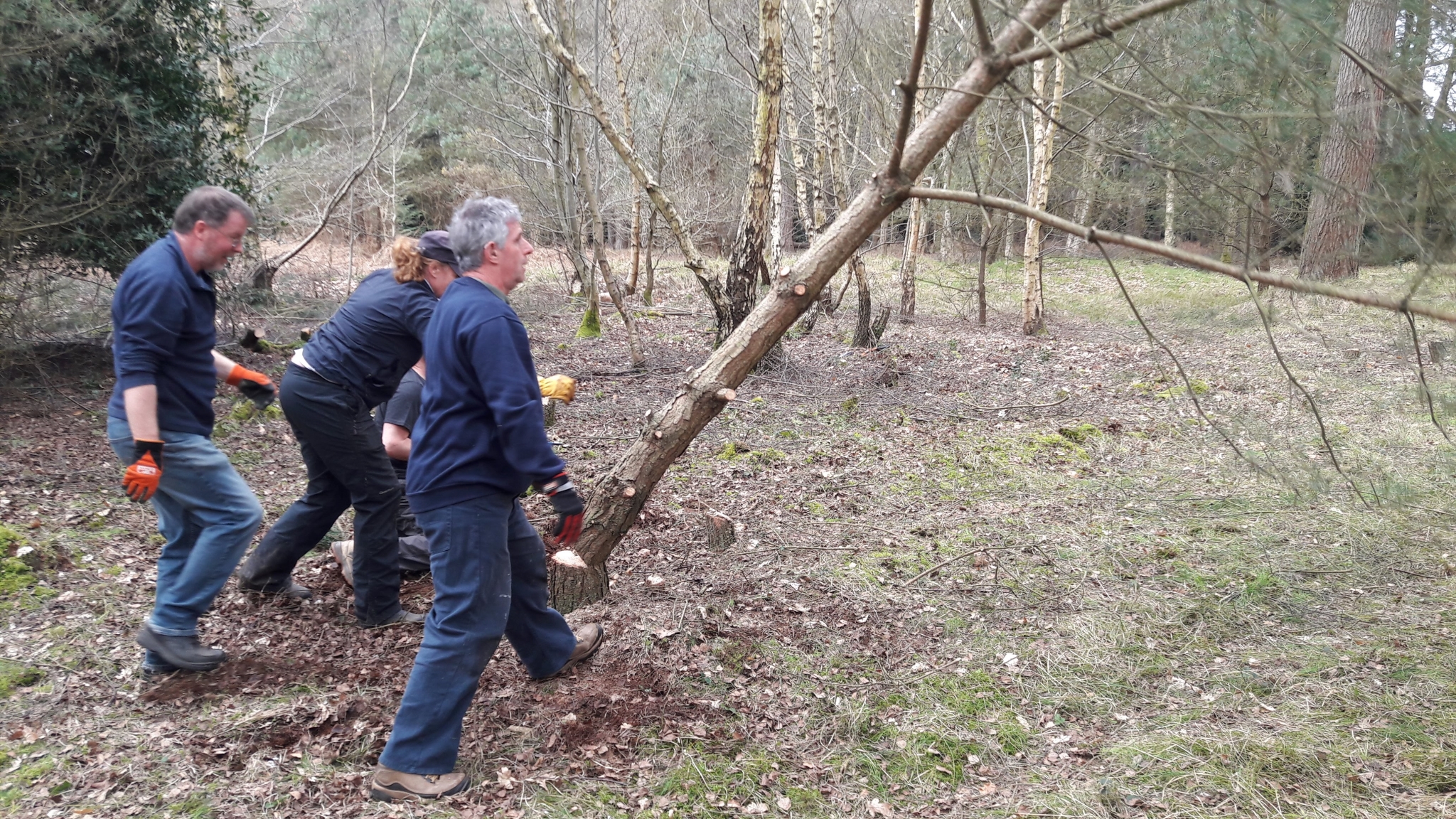 A photo from the FoTF Conservation Event - April 2018 - Improving habitat at High Lodge : The volunteers stand back as the tree falls to the ground