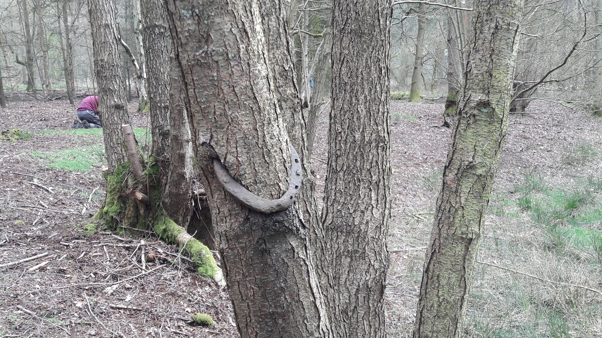 A photo from the FoTF Conservation Event - April 2018 - Improving habitat at High Lodge : A horse shoe attached to a tree
