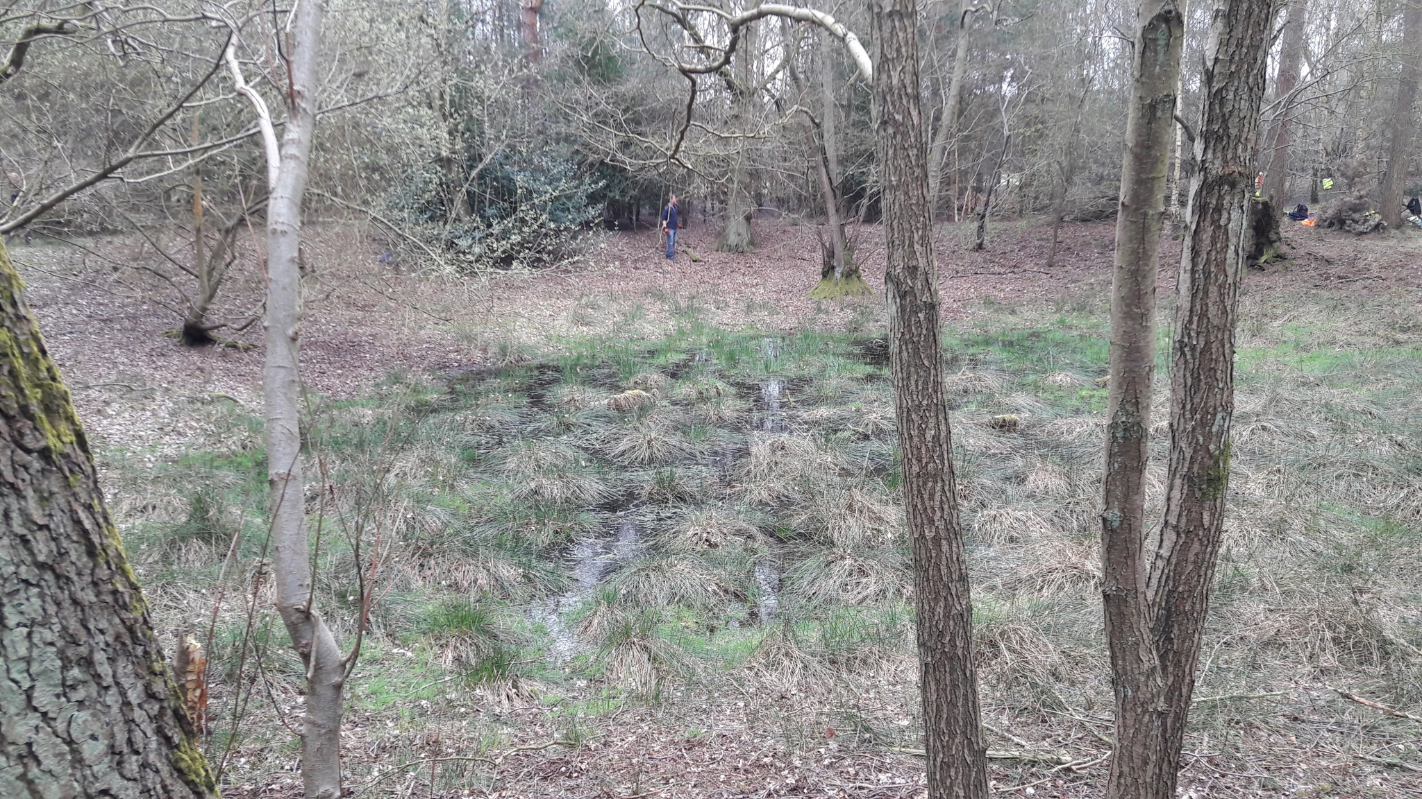 A photo from the FoTF Conservation Event - April 2018 - Improving habitat at High Lodge : A pond amongst the trees