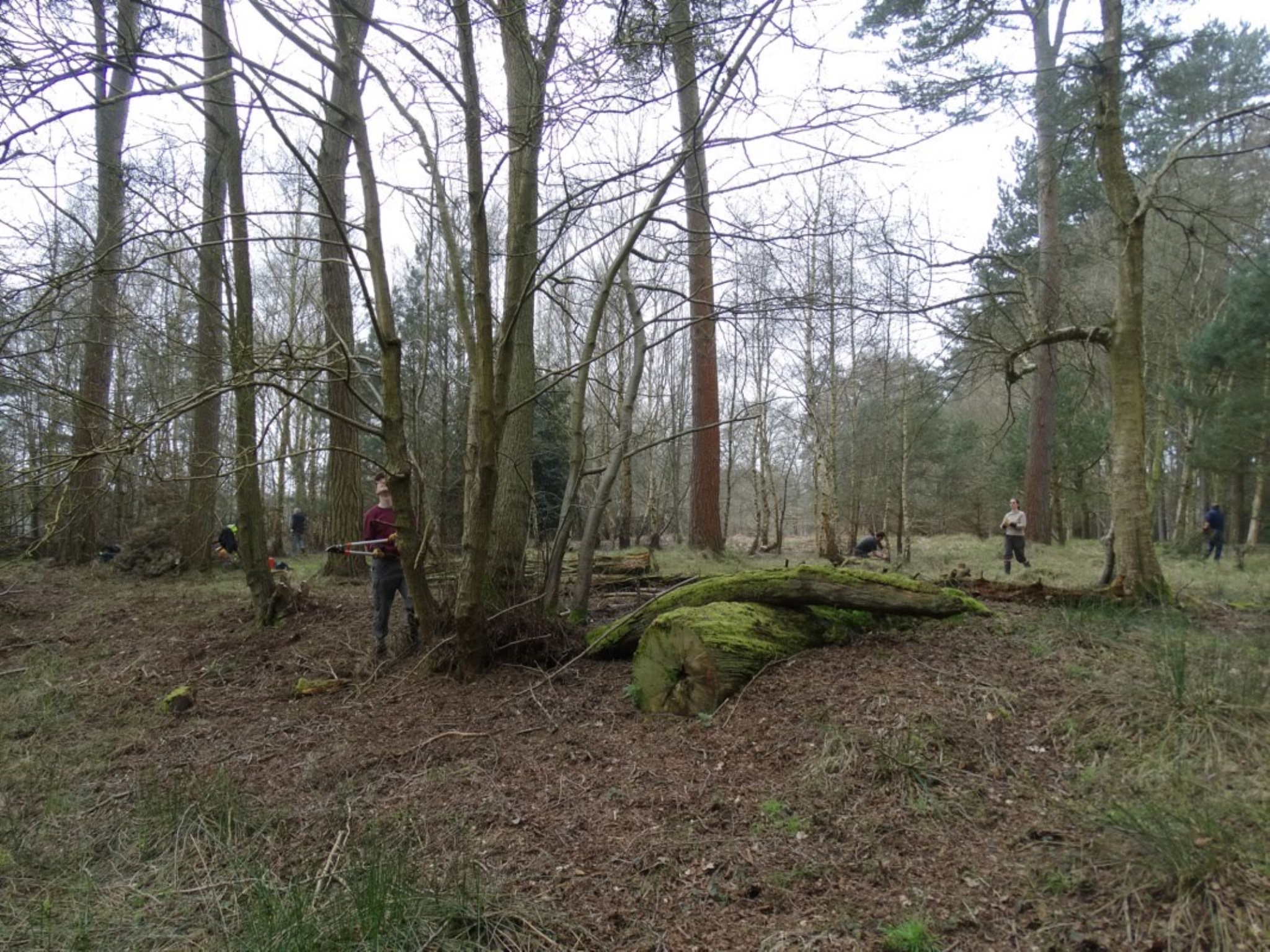 A photo from the FoTF Conservation Event - April 2018 - Improving habitat at High Lodge : Volunteers work amongst the trees