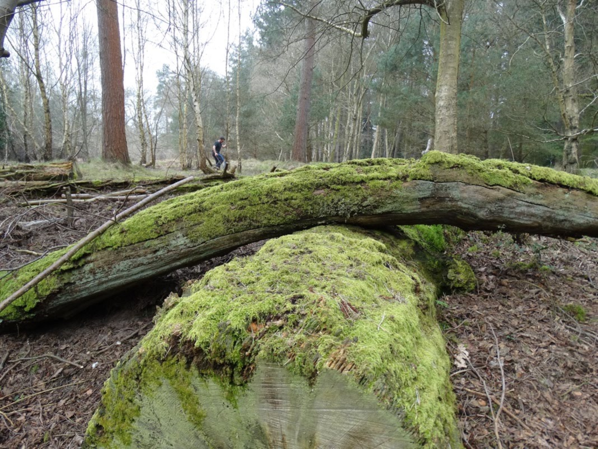 A photo from the FoTF Conservation Event - April 2018 - Improving habitat at High Lodge : A moss covered falled tree