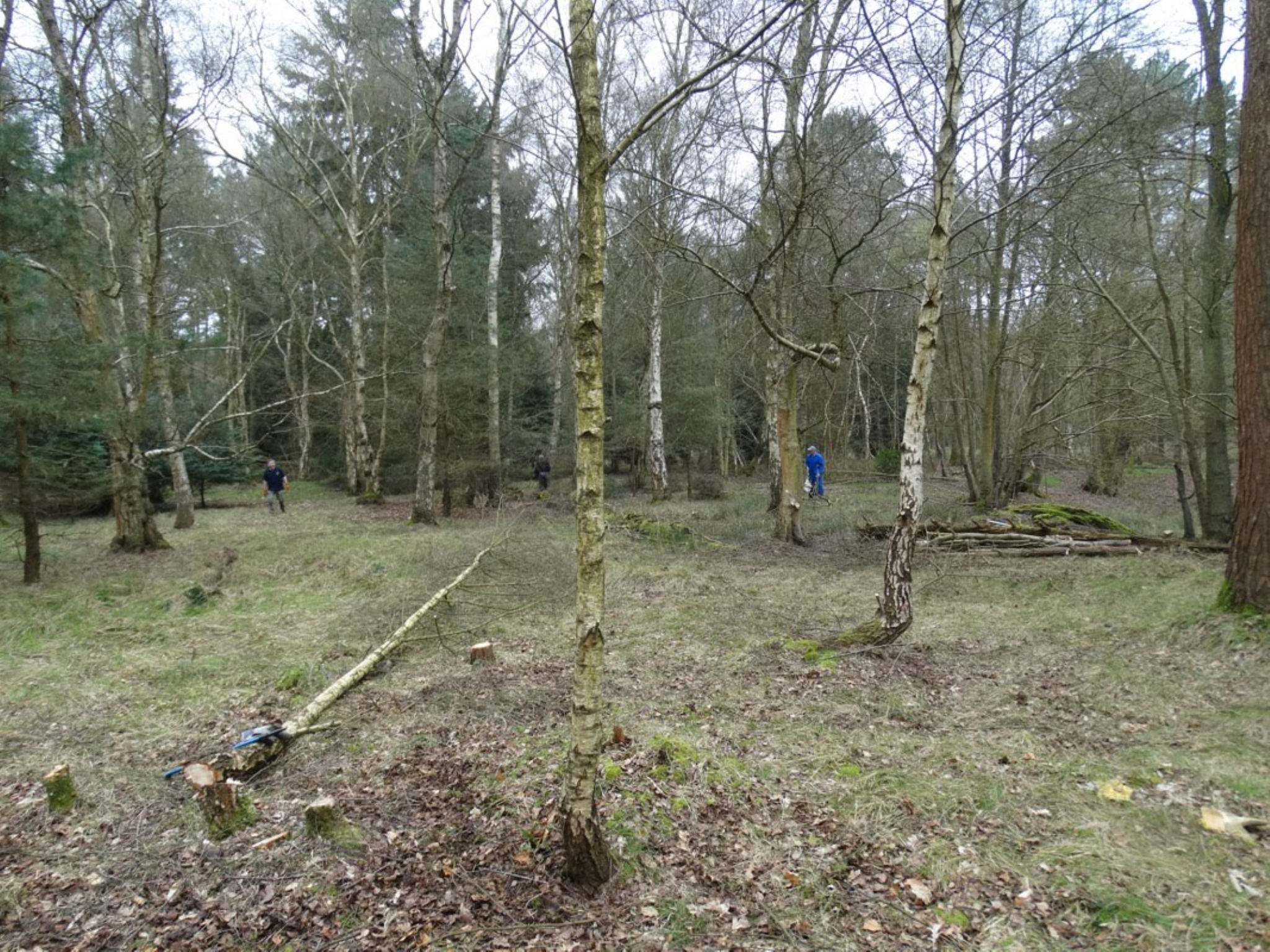 A photo from the FoTF Conservation Event - April 2018 - Improving habitat at High Lodge : A felled tree lies on the ground