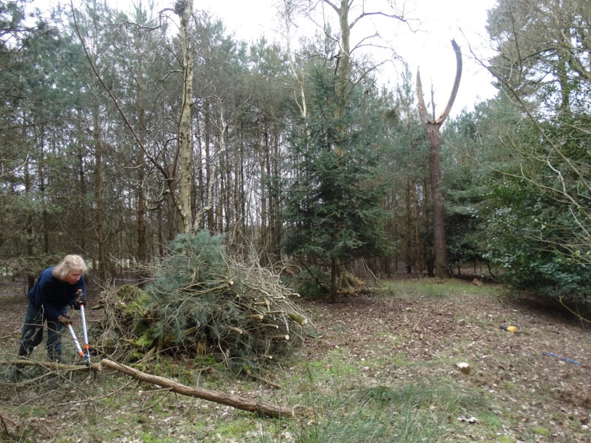 A photo from the FoTF Conservation Event - April 2018 - Improving habitat at High Lodge : A volunteers cuts apart a felled tree