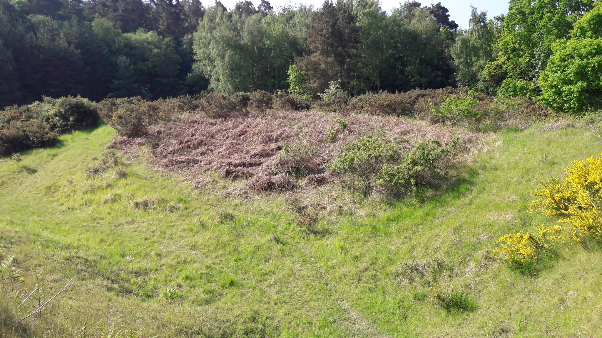 A photo from the FoTF Conservation Event - May 2018 - Open Day preparations at Mildenhall Mugwort Pits & Mildenhall Warren Lodge : A view across one of the Mugworts pits