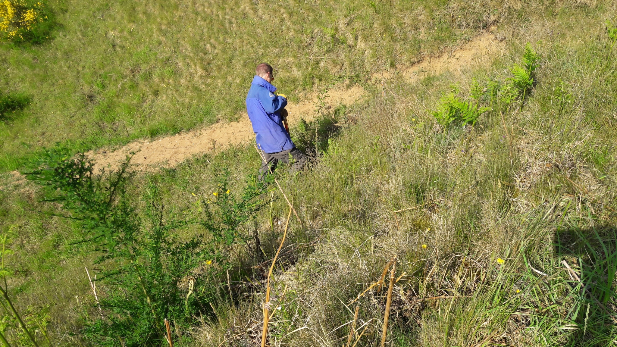 A photo from the FoTF Conservation Event - May 2018 - Open Day preparations at Mildenhall Mugwort Pits & Mildenhall Warren Lodge : A volunteer works on one of the slopes of the Mugworts pits