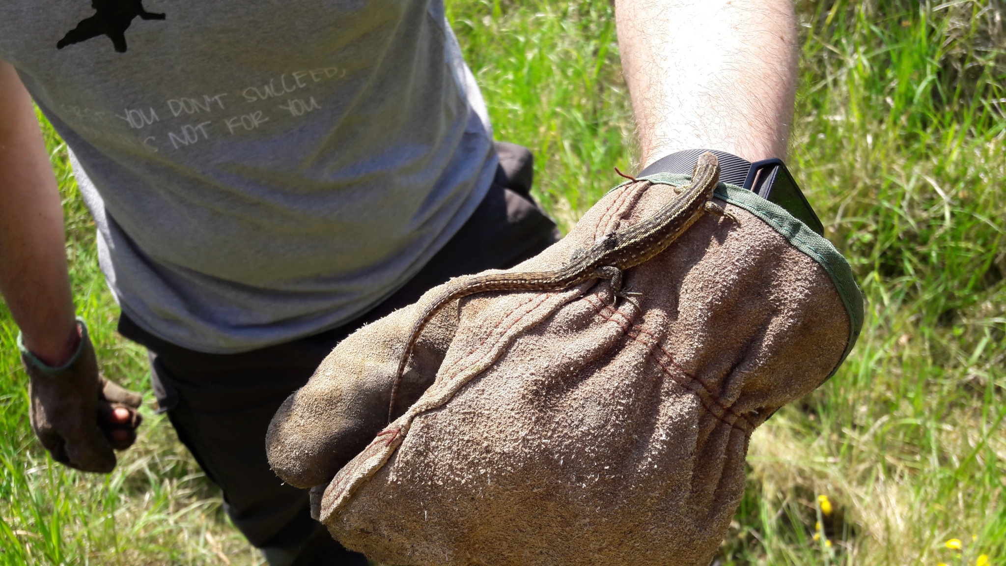 A photo from the FoTF Conservation Event - May 2018 - Open Day preparations at Mildenhall Mugwort Pits & Mildenhall Warren Lodge : A lizard on a volunteers glove