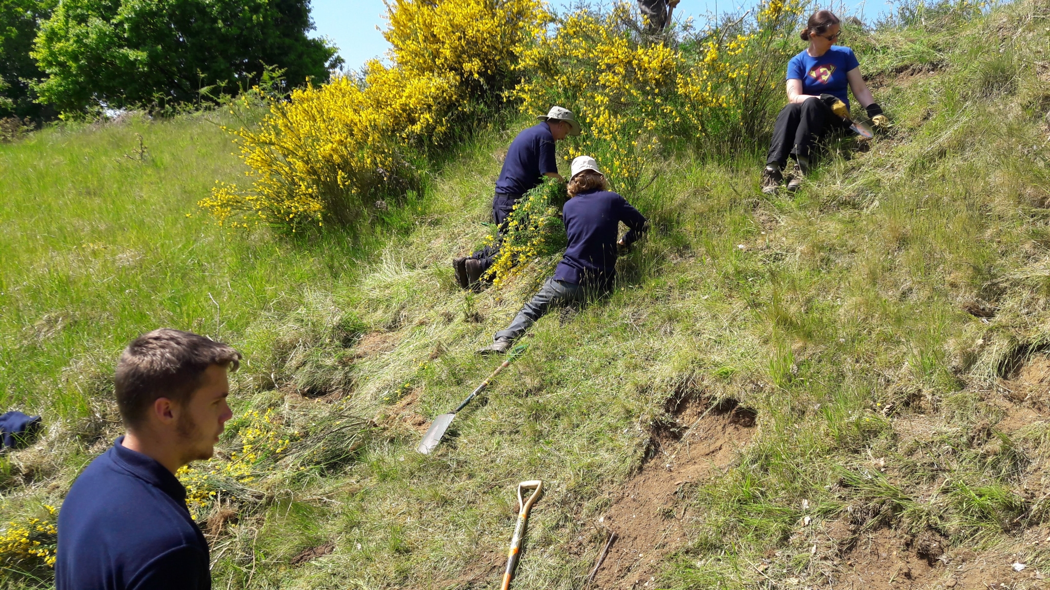 A photo from the FoTF Conservation Event - May 2018 - Open Day preparations at Mildenhall Mugwort Pits & Mildenhall Warren Lodge : Volunteers work on one of the slopes of the Mugworts pits