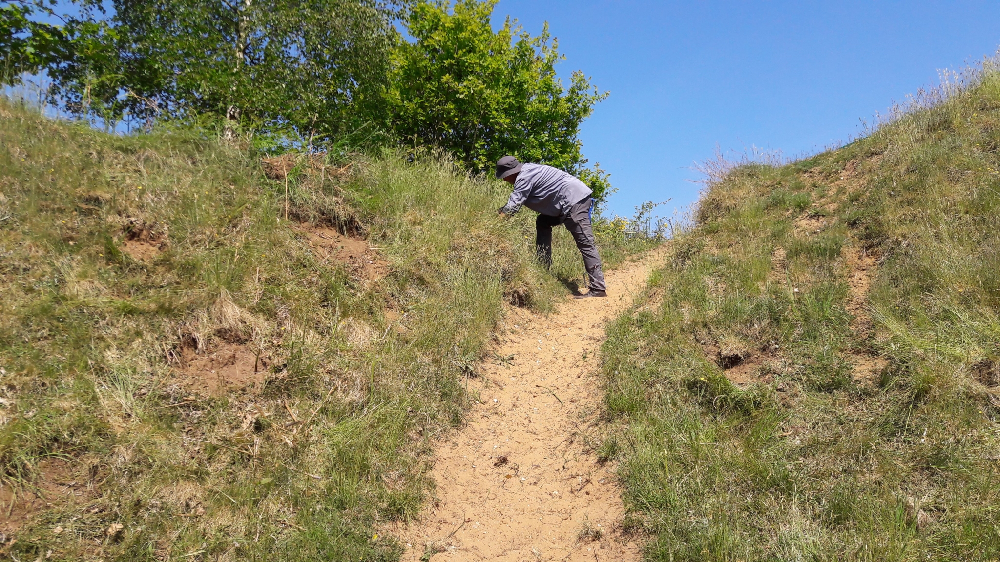 A photo from the FoTF Conservation Event - May 2018 - Open Day preparations at Mildenhall Mugwort Pits & Mildenhall Warren Lodge : A volunteer works on one of the slopes of the Mugworts pits