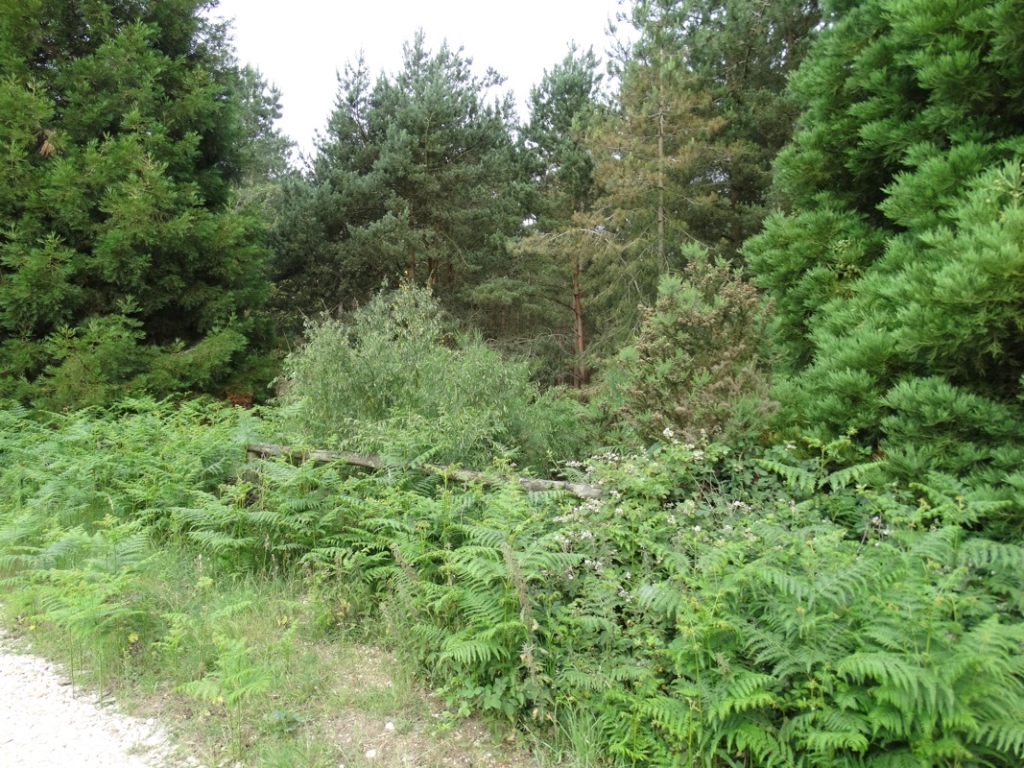 A photo from the FoTF Conservation Event - June 2018 - Clearance tasks around the Goshawk Trail : Some of the vegetation on the Goshawk Trail