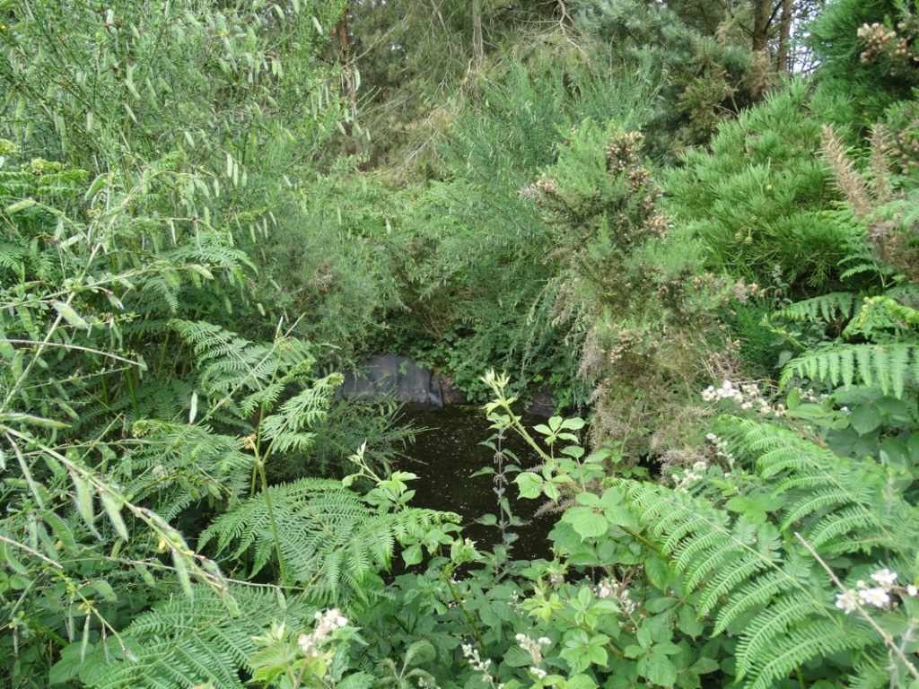 A photo from the FoTF Conservation Event - June 2018 - Clearance tasks around the Goshawk Trail : A small pond on the Goshawk Trail