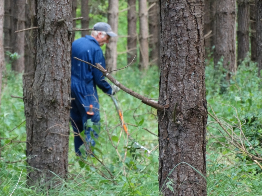 A photo from the FoTF Conservation Event - June 2018 - Clearance tasks around the Goshawk Trail : A volunteer works amongst the trees