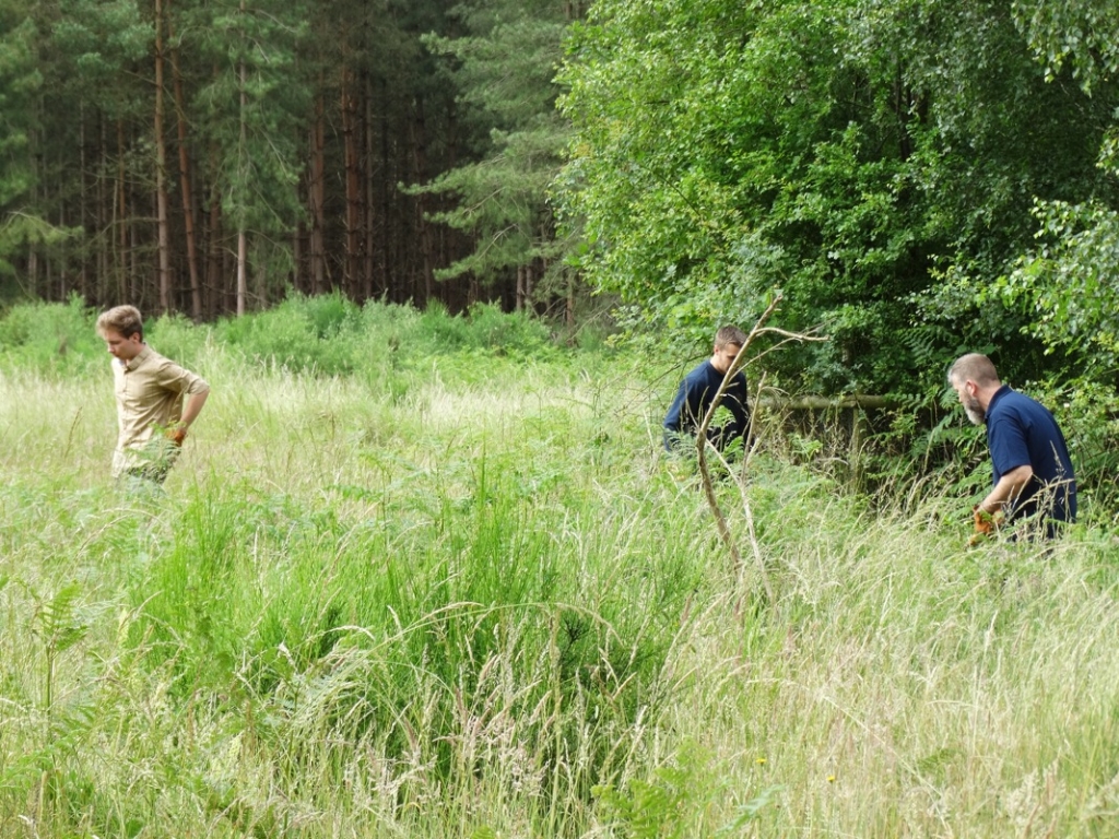 A photo from the FoTF Conservation Event - June 2018 - Clearance tasks around the Goshawk Trail : Volunteers at work in the undergrowth