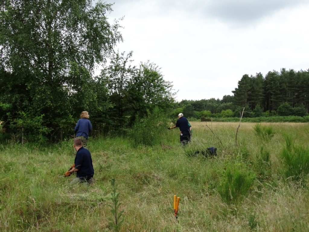 A photo from the FoTF Conservation Event - June 2018 - Clearance tasks around the Goshawk Trail : Volunteers at work in the undergrowth