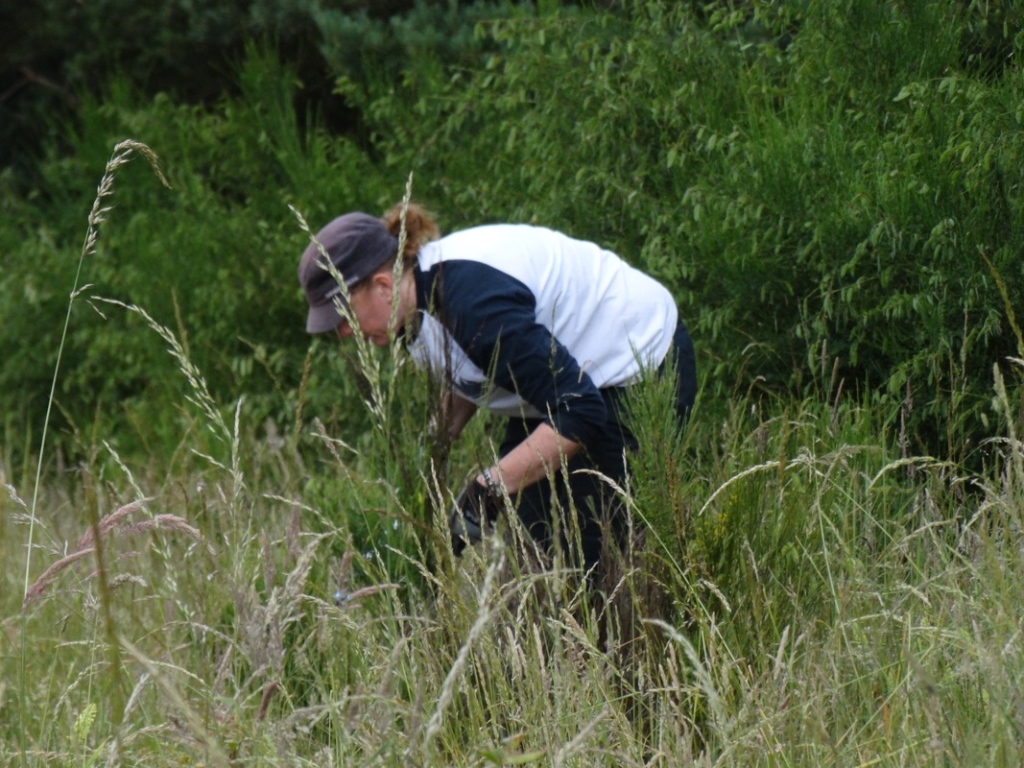 A photo from the FoTF Conservation Event - June 2018 - Clearance tasks around the Goshawk Trail : A volunteer at work in the undergrowth