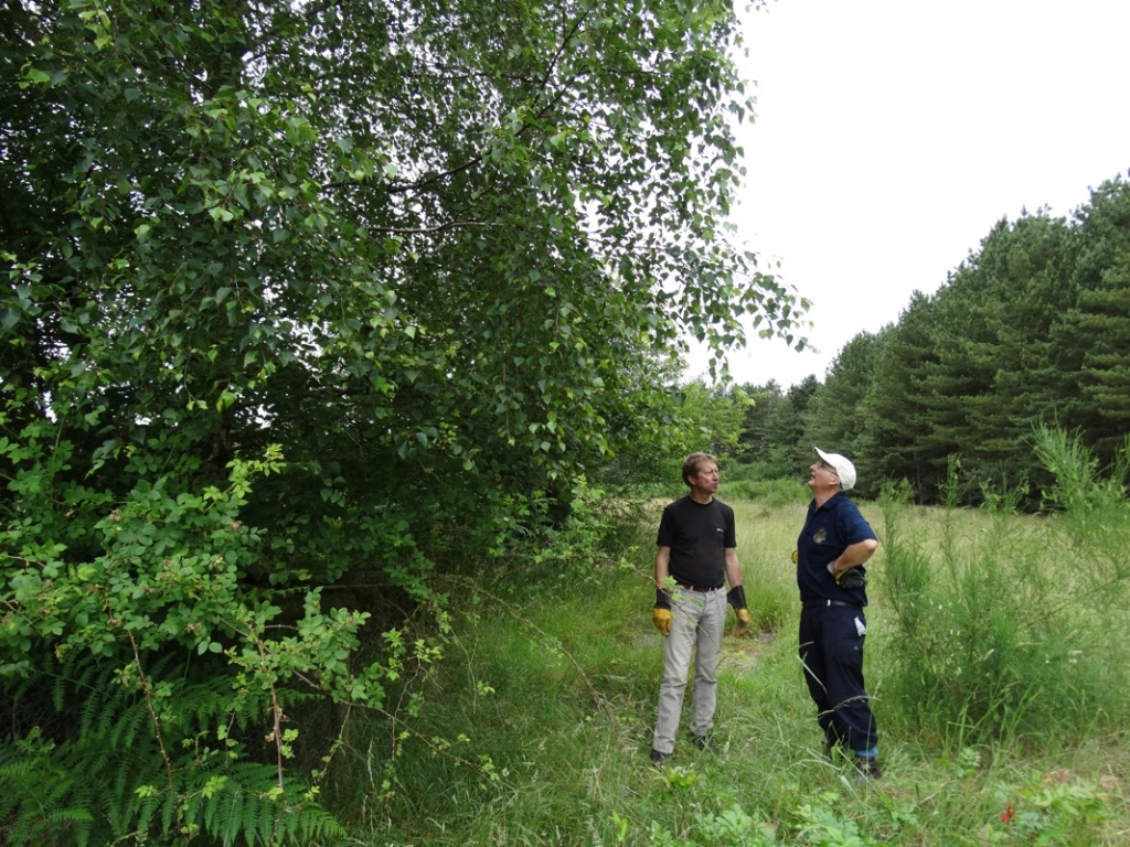 A photo from the FoTF Conservation Event - June 2018 - Clearance tasks around the Goshawk Trail : Volunteers survey a tree