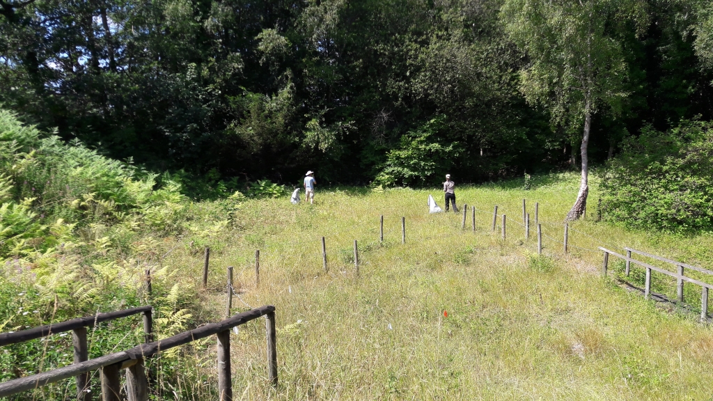 A photo from the FoTF Conservation Event - July 2018 - Rex Graham Reserve Annual Maintenance : Volunteers at work in Rex Graham Reserve
