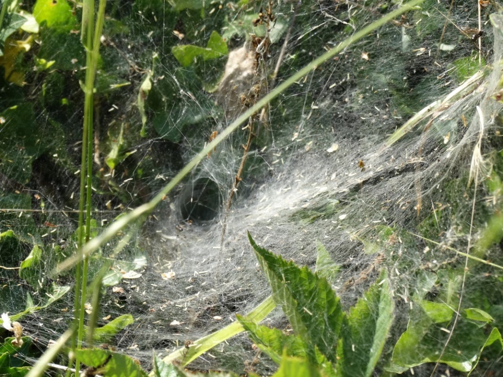 A photo from the FoTF Conservation Event - July 2018 - Rex Graham Reserve Annual Maintenance : A spiders web in the vegetation