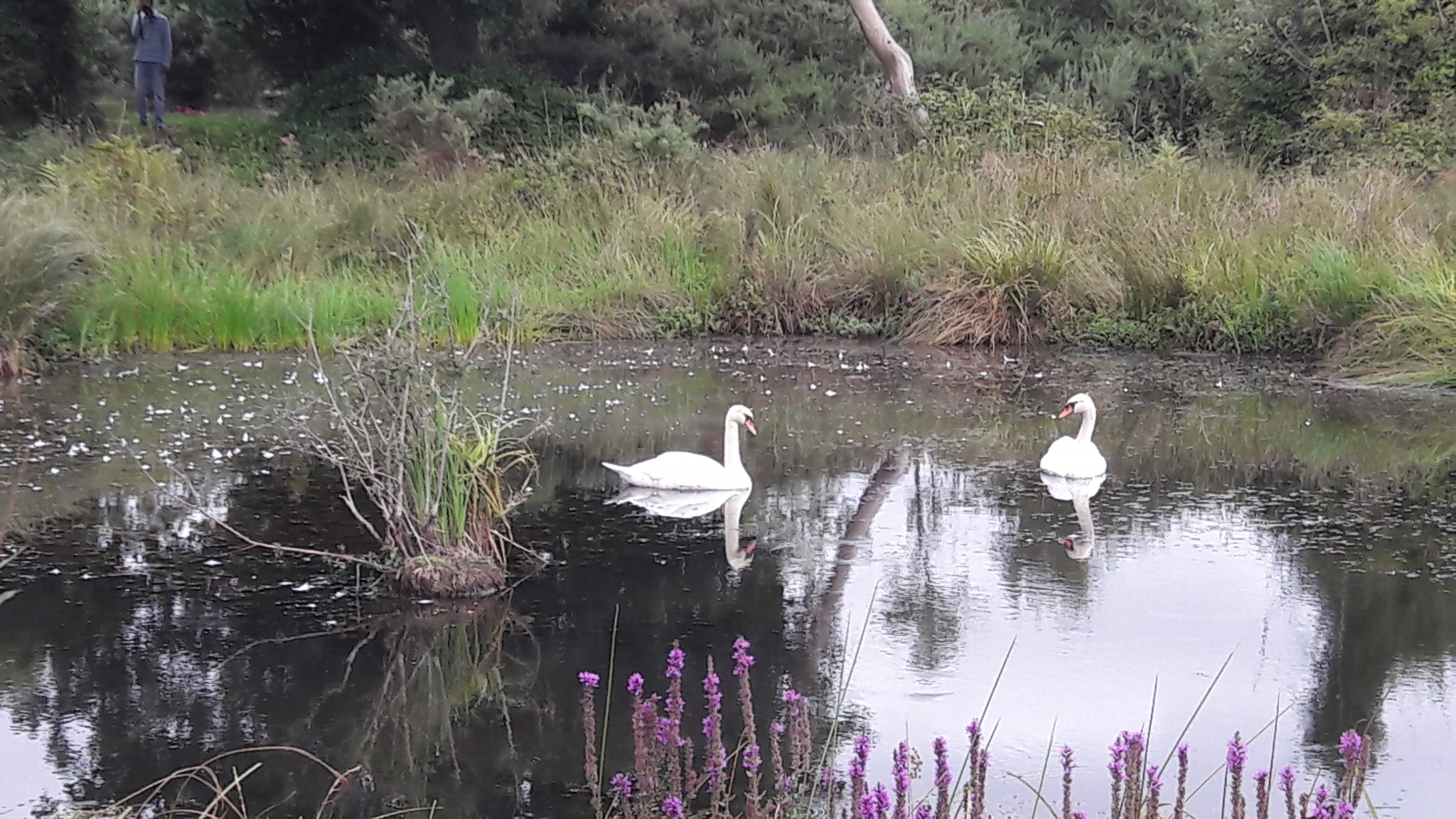 A photo from the FoTF Conservation Event - August 2018 - Gorse Removal at Hockham Hills & Holes : Two swans in one of the ponds