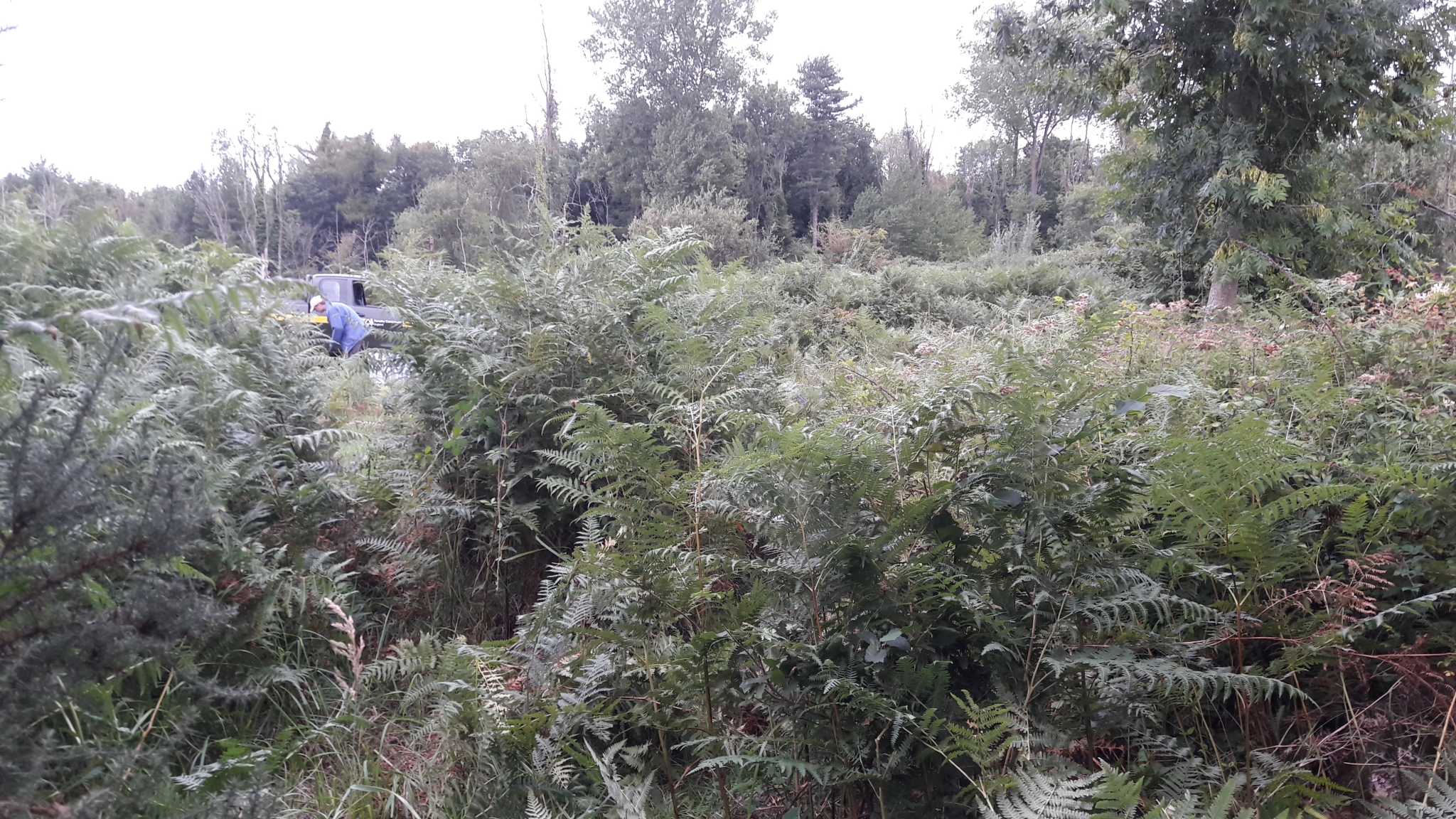 A photo from the FoTF Conservation Event - August 2018 - Gorse Removal at Hockham Hills & Holes : A volunteer through the Bracken