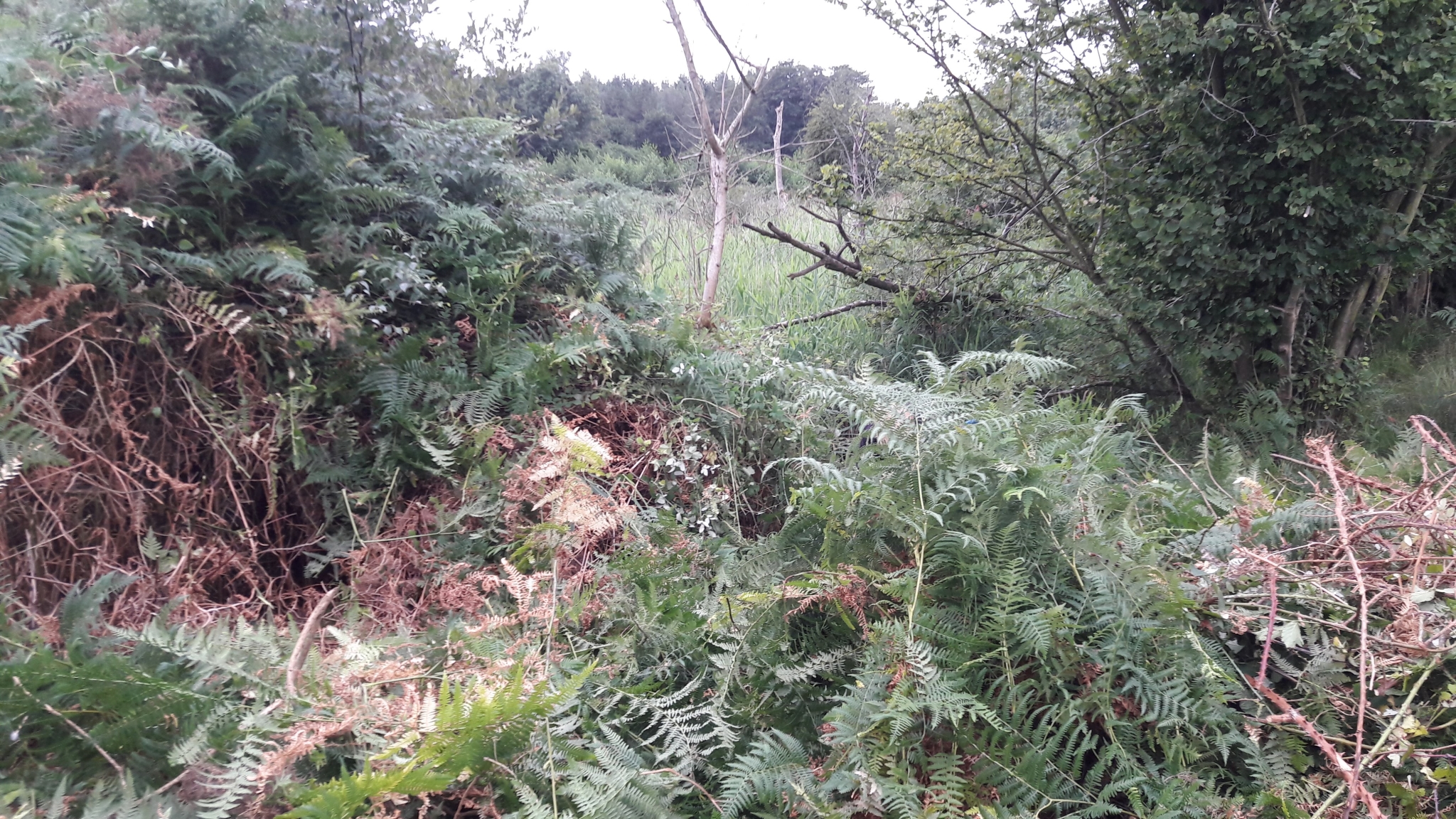 A photo from the FoTF Conservation Event - August 2018 - Gorse Removal at Hockham Hills & Holes : A shot of the work site
