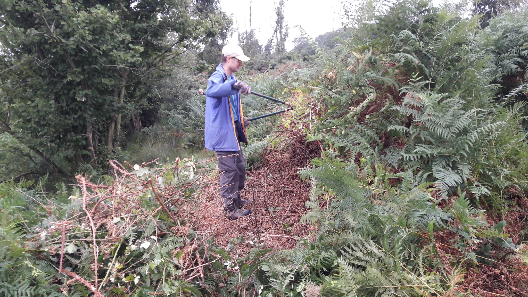 A photo from the FoTF Conservation Event - August 2018 - Gorse Removal at Hockham Hills & Holes : A volunteer used loppers on vegetation