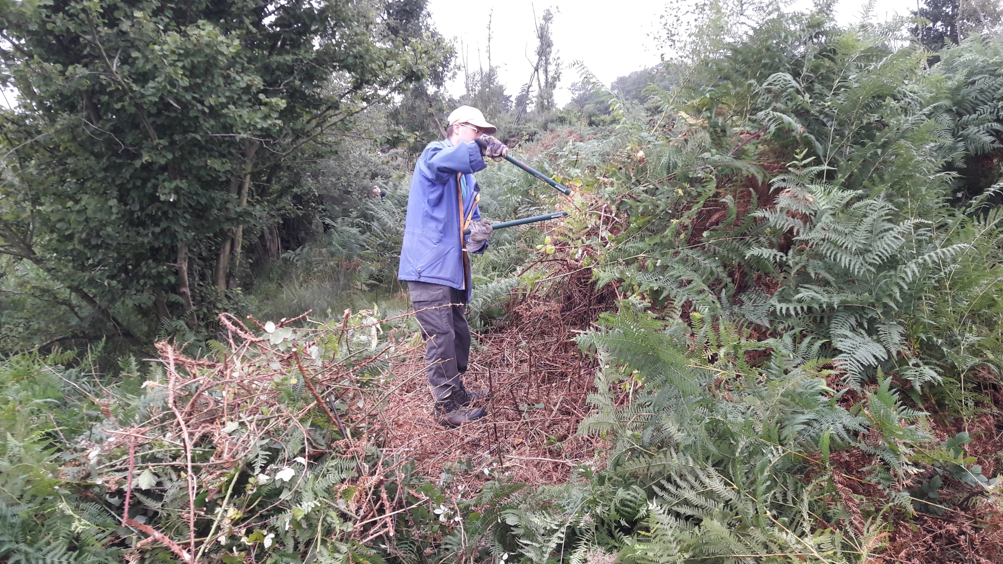 A photo from the FoTF Conservation Event - August 2018 - Gorse Removal at Hockham Hills & Holes : A volunteer used loppers on vegetation