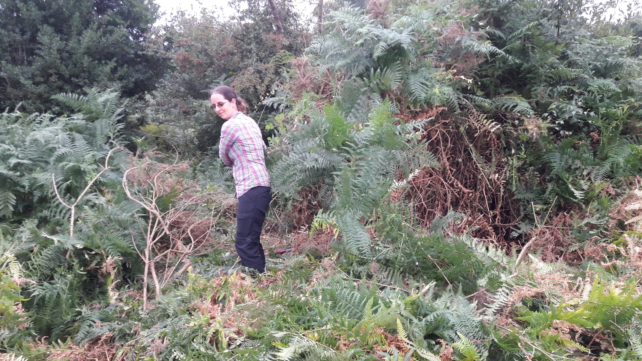 A photo from the FoTF Conservation Event - August 2018 - Gorse Removal at Hockham Hills & Holes : A volunteer amongst the Bracken