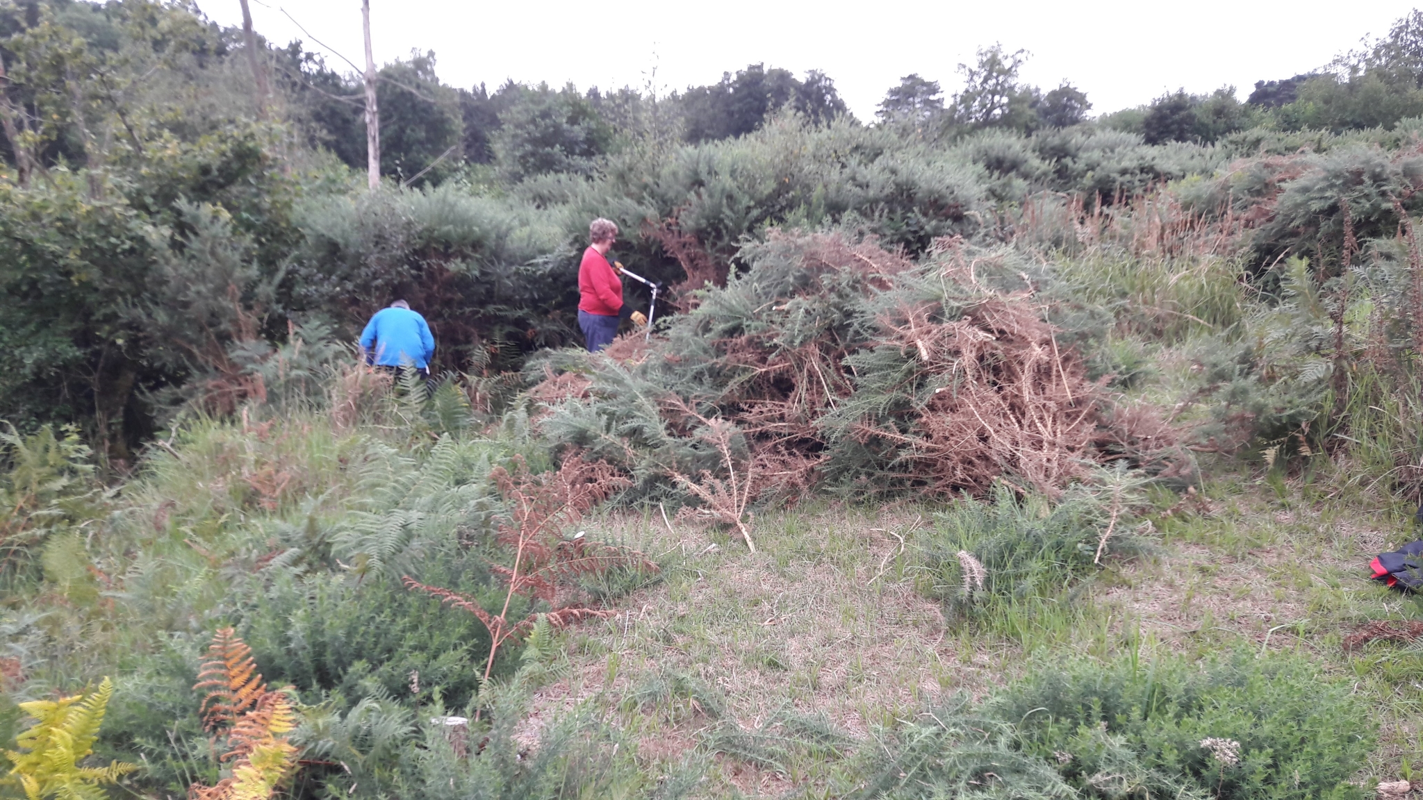 A photo from the FoTF Conservation Event - August 2018 - Gorse Removal at Hockham Hills & Holes : Volunteers at work amongst the Gorse