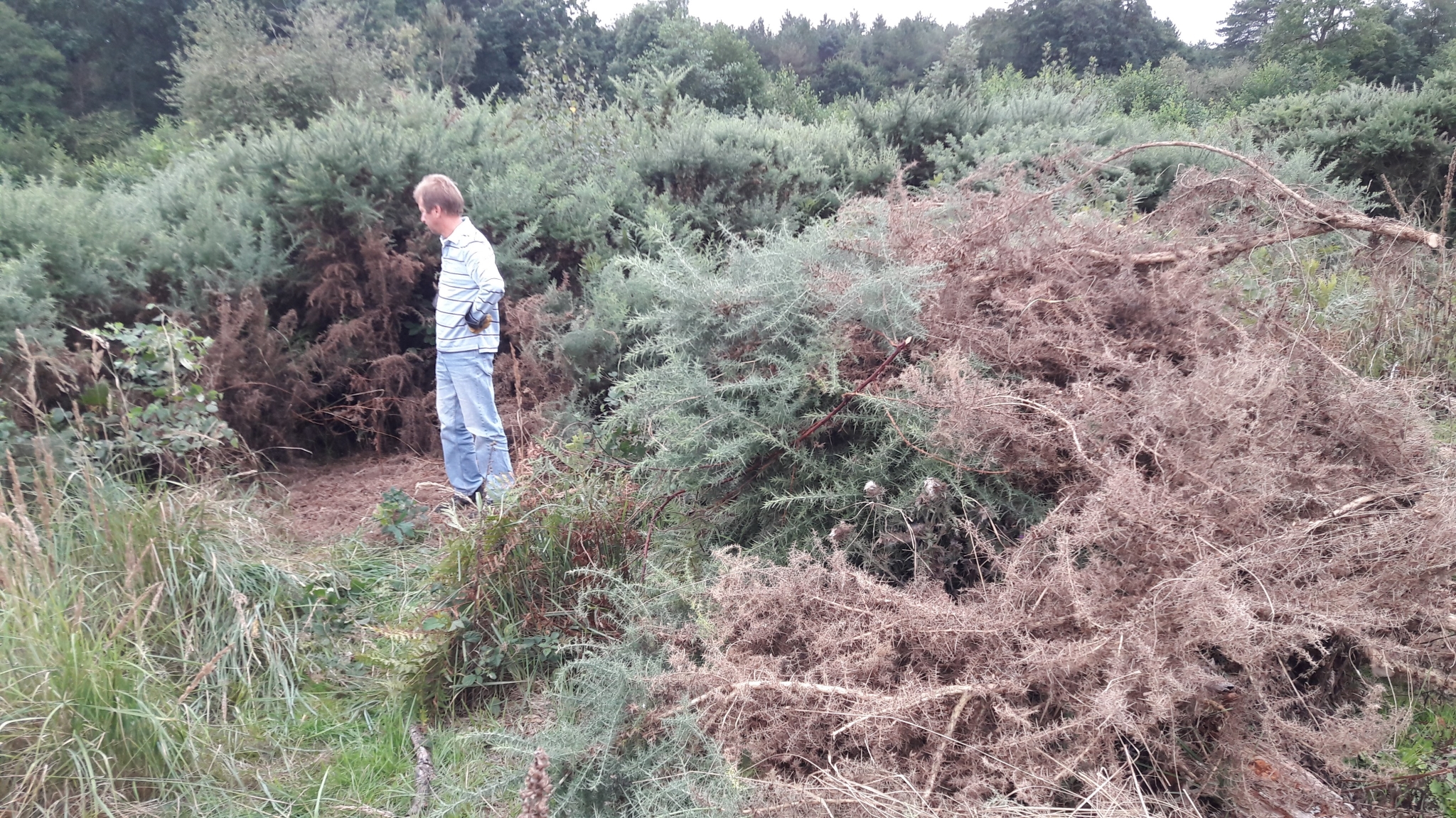A photo from the FoTF Conservation Event - August 2018 - Gorse Removal at Hockham Hills & Holes : A volunteer surveys the work done so far