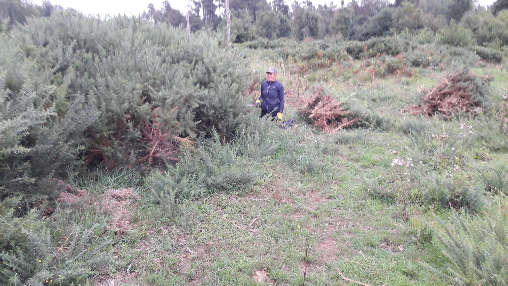 A photo from the FoTF Conservation Event - August 2018 - Gorse Removal at Hockham Hills & Holes : A volunterr kneels beside a Gorse bush