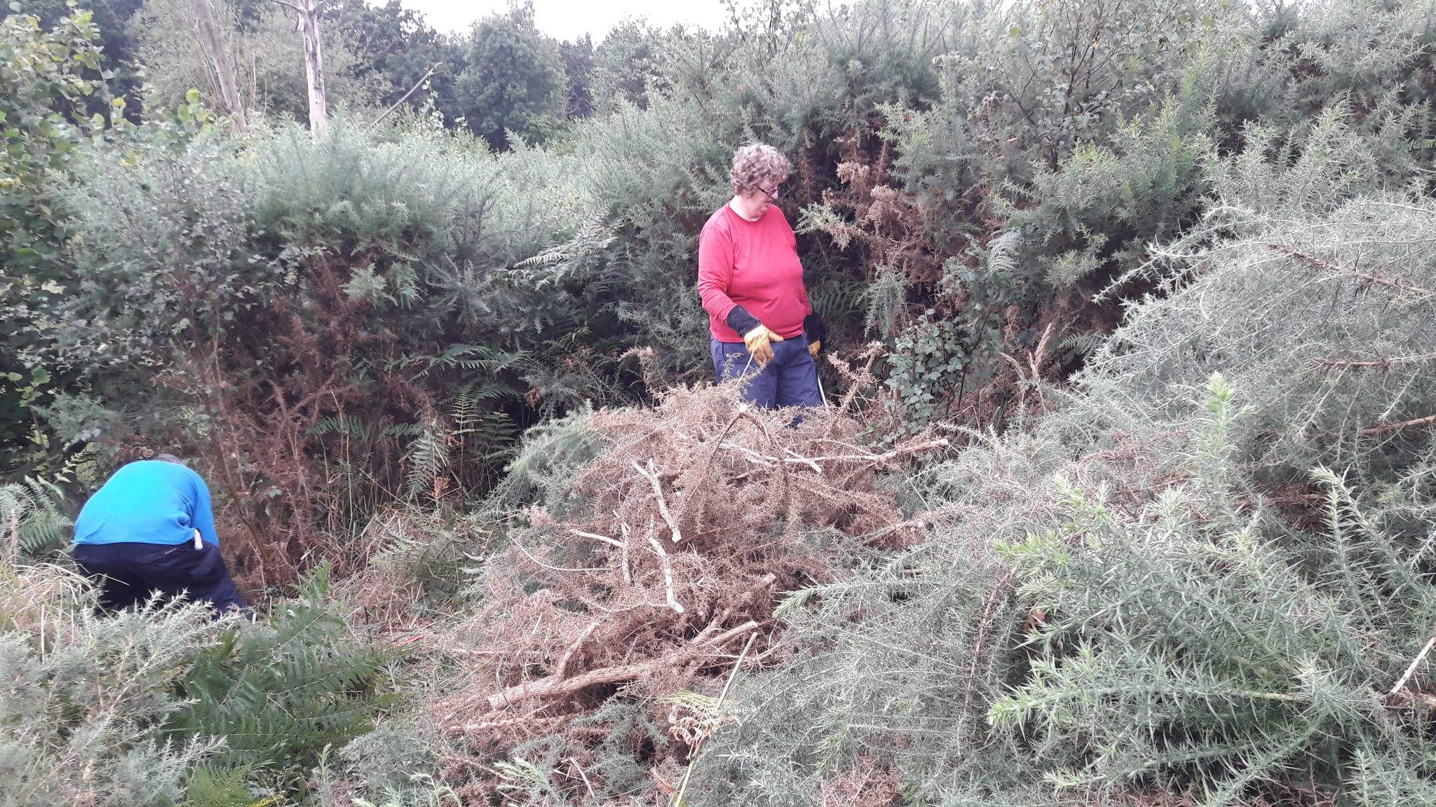 A photo from the FoTF Conservation Event - August 2018 - Gorse Removal at Hockham Hills & Holes : Volunteers at work amongst the Gorse
