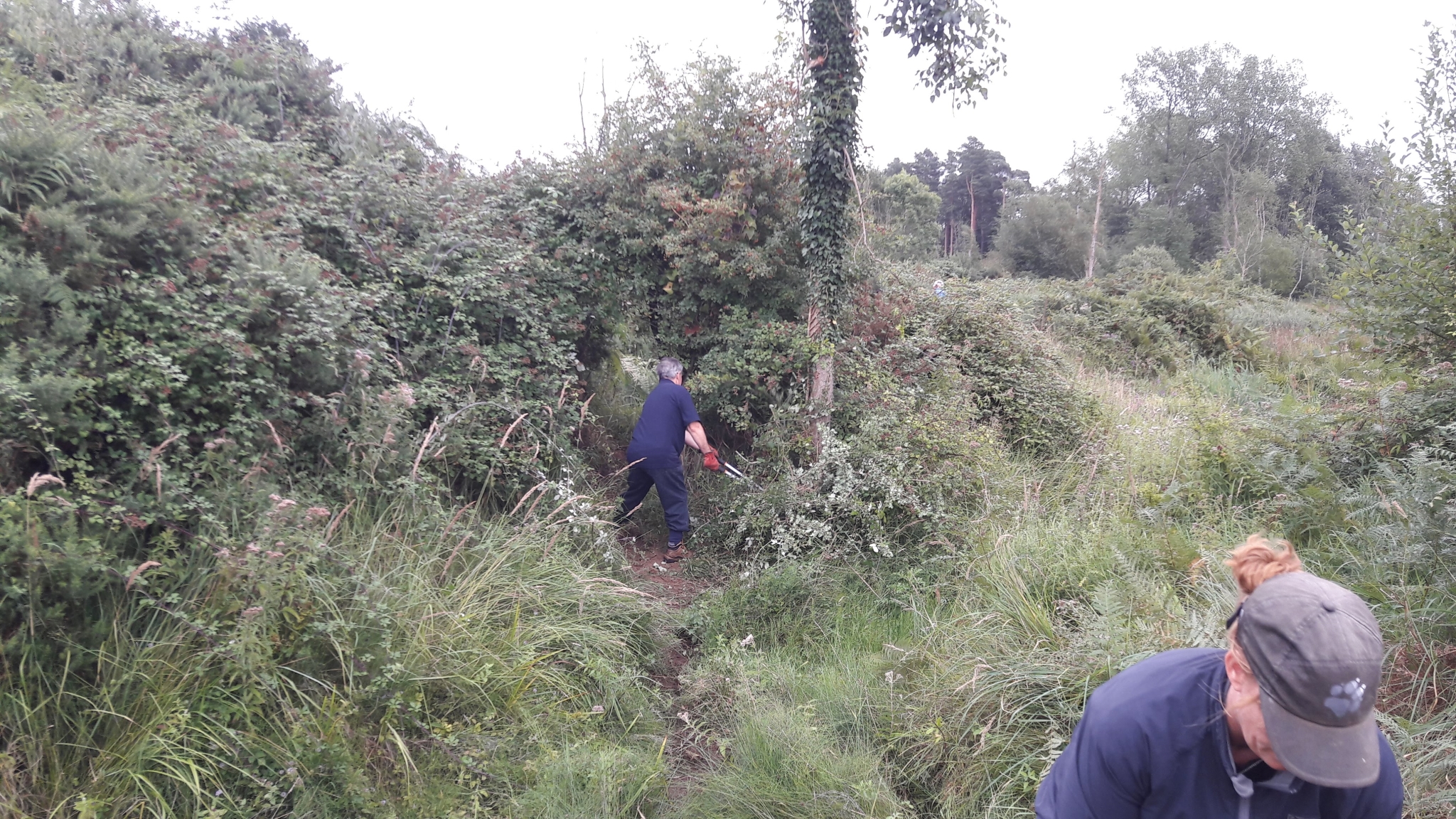 A photo from the FoTF Conservation Event - August 2018 - Gorse Removal at Hockham Hills & Holes : Volunteers at work amongst the vegetation