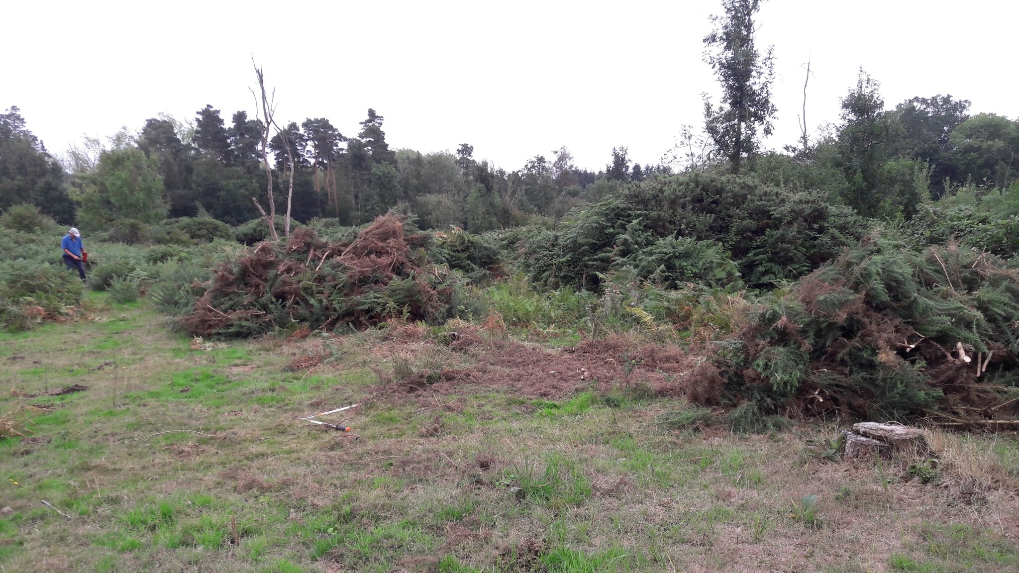 A photo from the FoTF Conservation Event - August 2018 - Gorse Removal at Hockham Hills & Holes : Piles of Gorse where the team have removed a Gorse bush