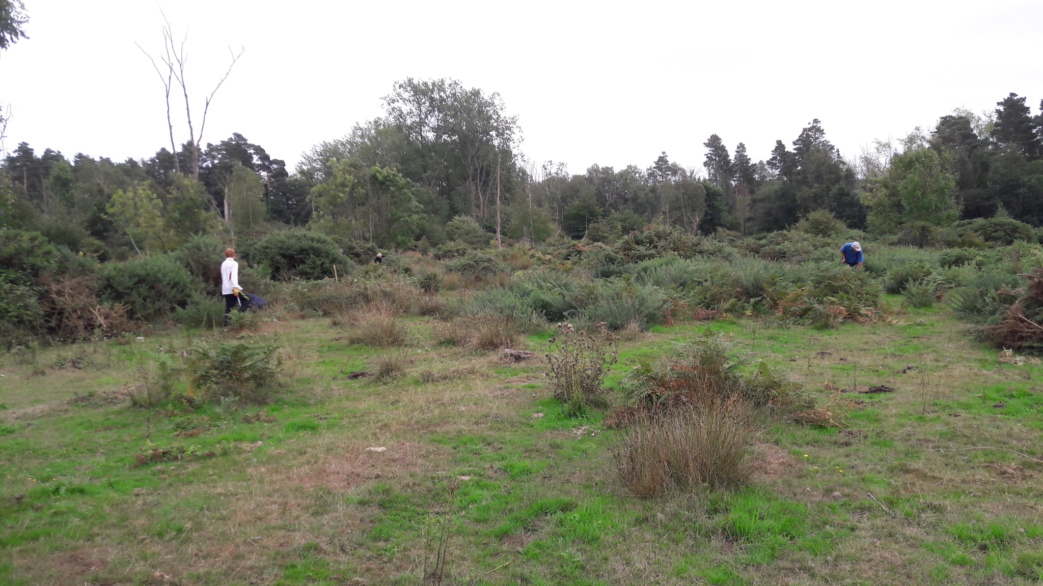 A photo from the FoTF Conservation Event - August 2018 - Gorse Removal at Hockham Hills & Holes : Volunteers at work across the work site