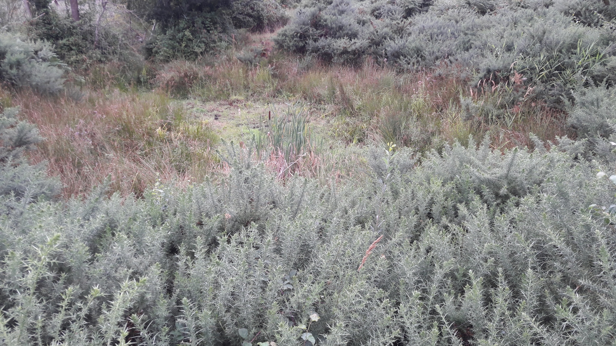 A photo from the FoTF Conservation Event - August 2018 - Gorse Removal at Hockham Hills & Holes : Gorse bushes at the work site