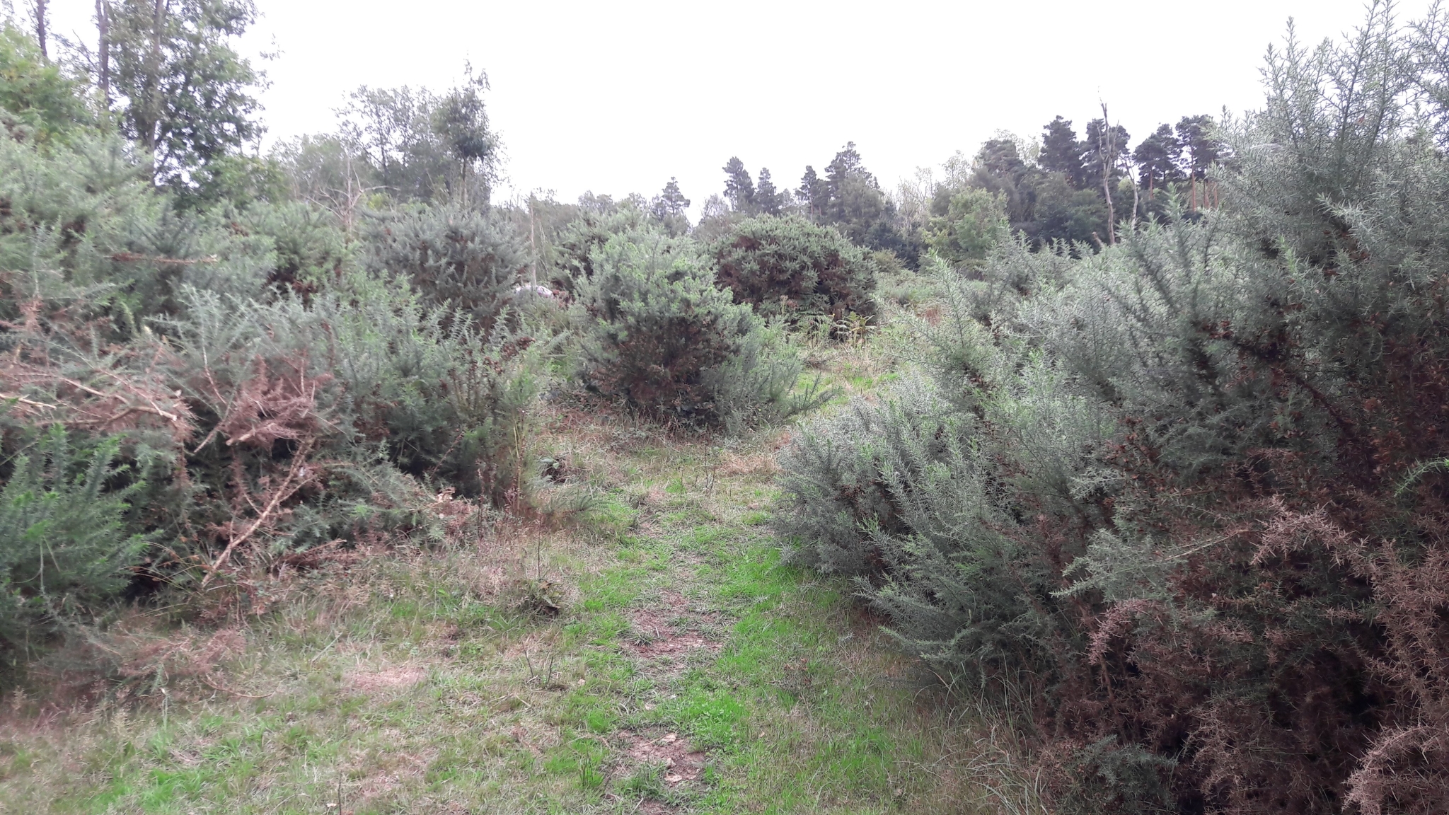 A photo from the FoTF Conservation Event - August 2018 - Gorse Removal at Hockham Hills & Holes : Gorse bushes at the work site