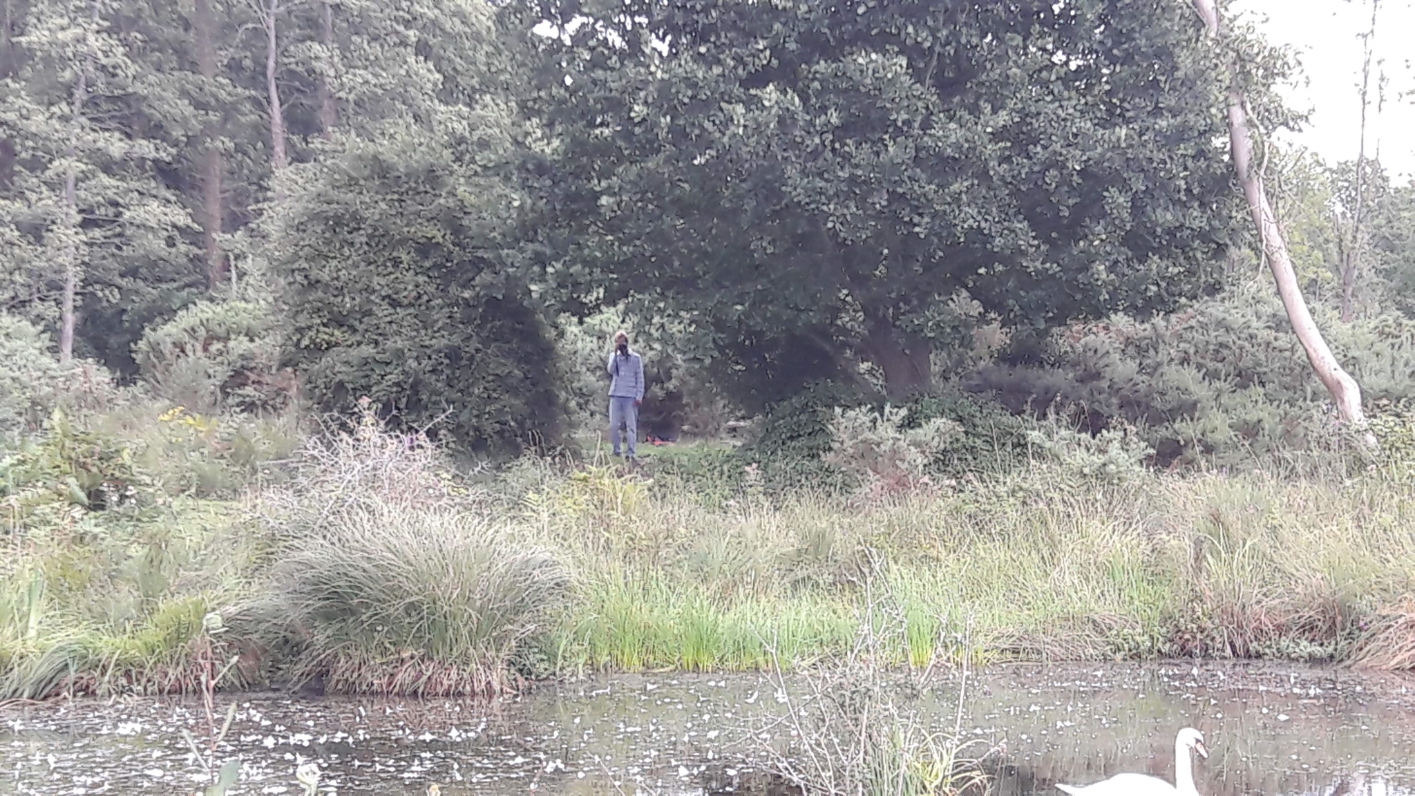A photo from the FoTF Conservation Event - August 2018 - Gorse Removal at Hockham Hills & Holes : A volunteer takes a photo from the other side of one of the ponds