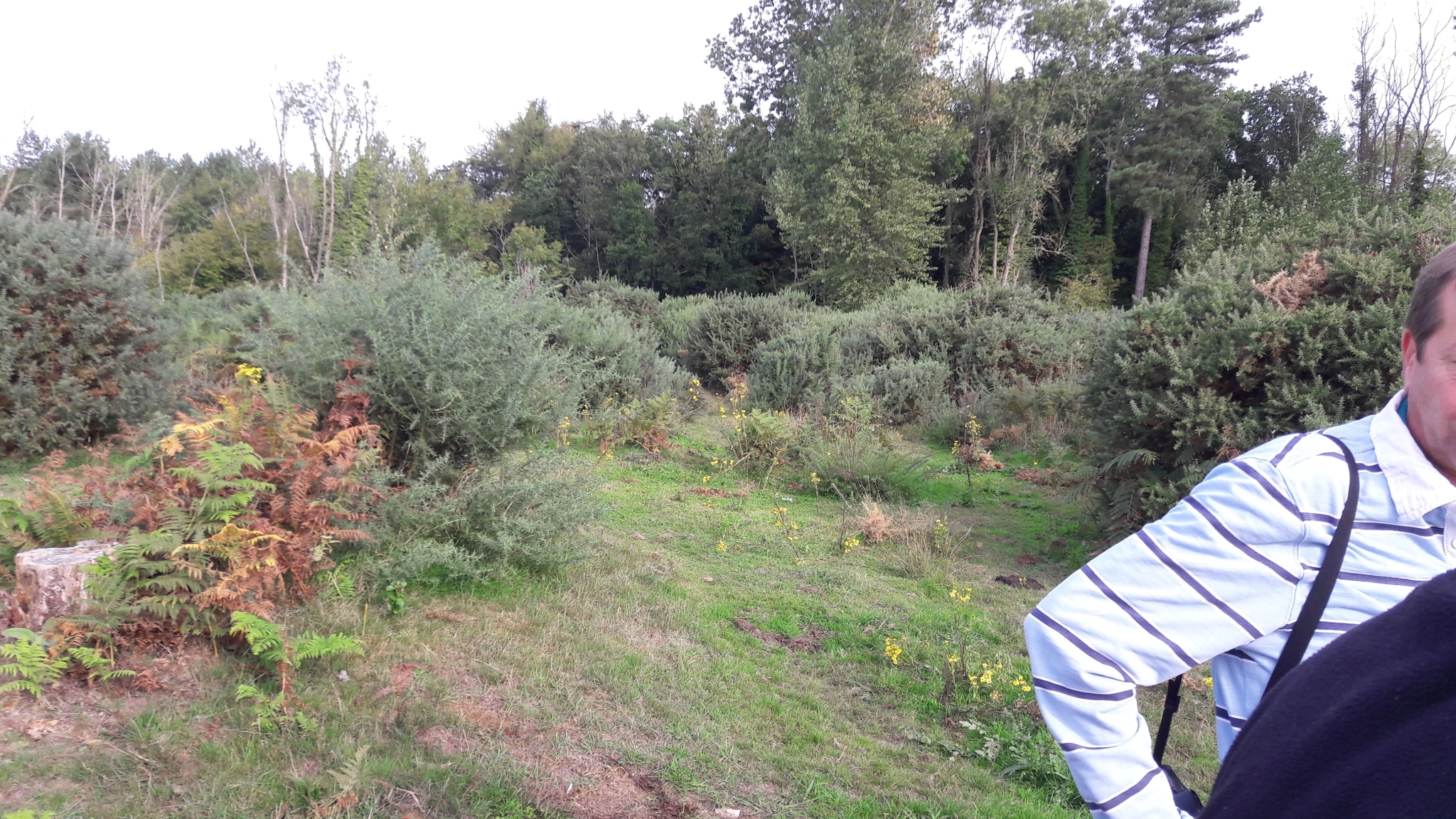 A photo from the FoTF Conservation Event - September 2018 - Gorse Removal at Hockham Hills & Holes
