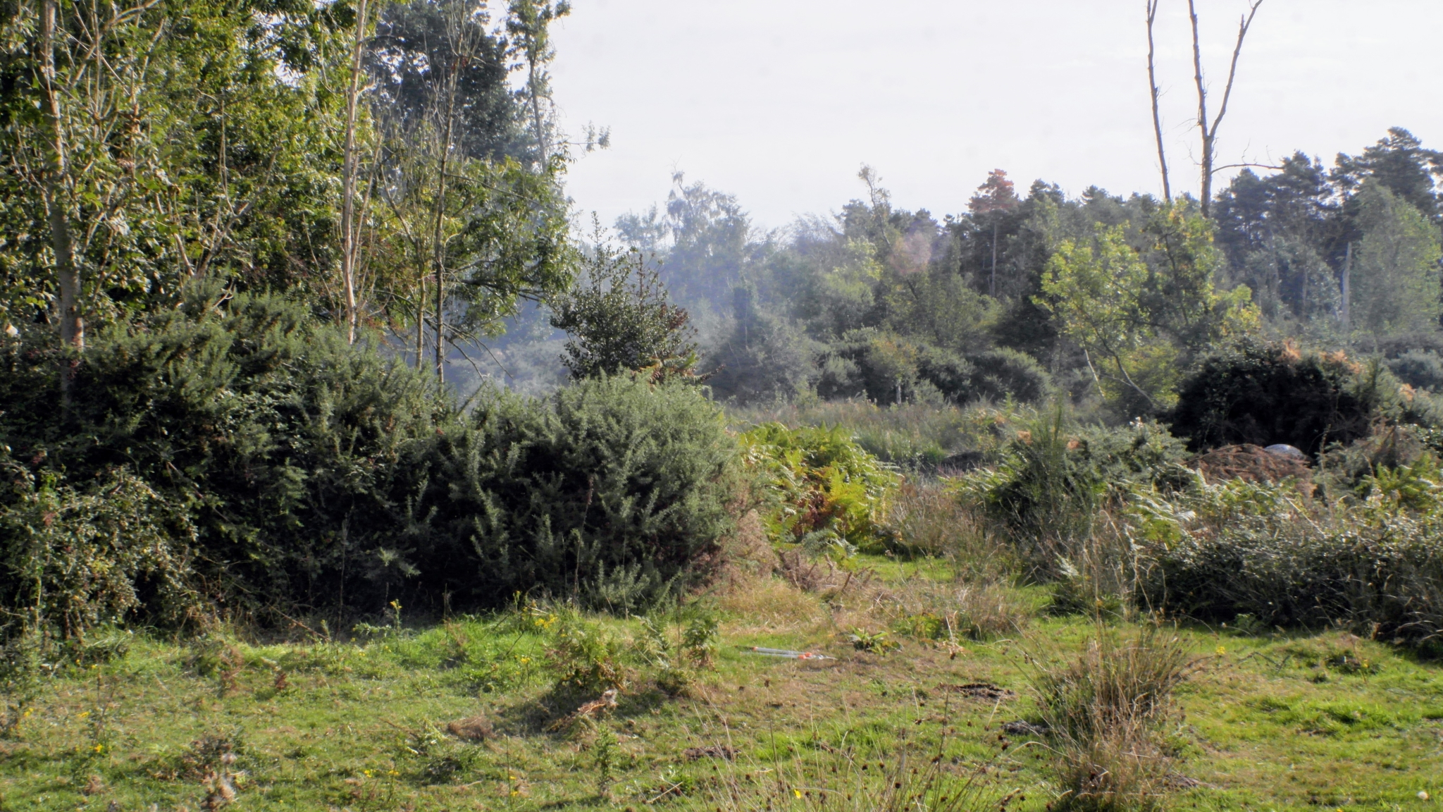 A photo from the FoTF Conservation Event - September 2018 - Gorse Removal at Hockham Hills & Holes